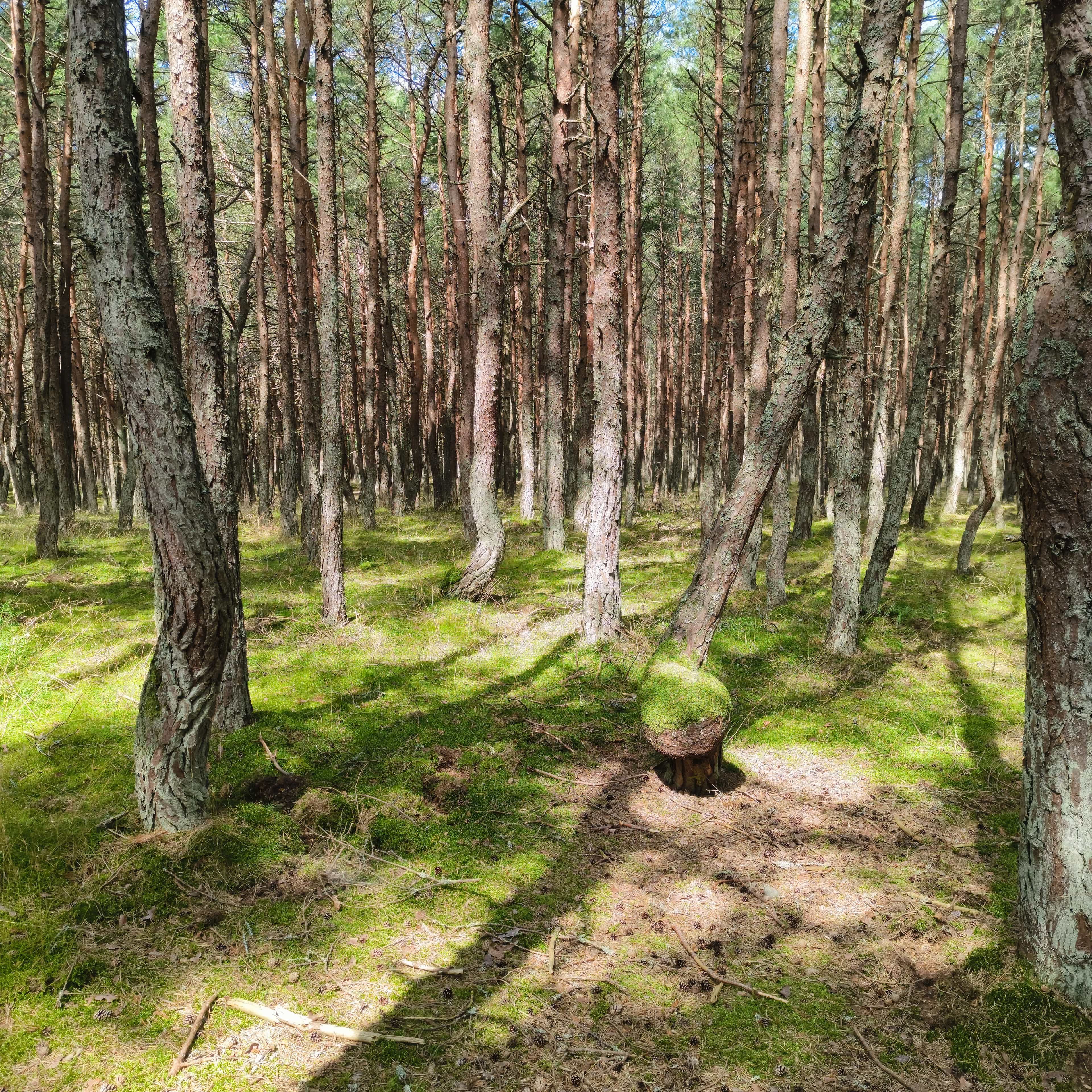Photo from Kaliningrad: dancing forest.
