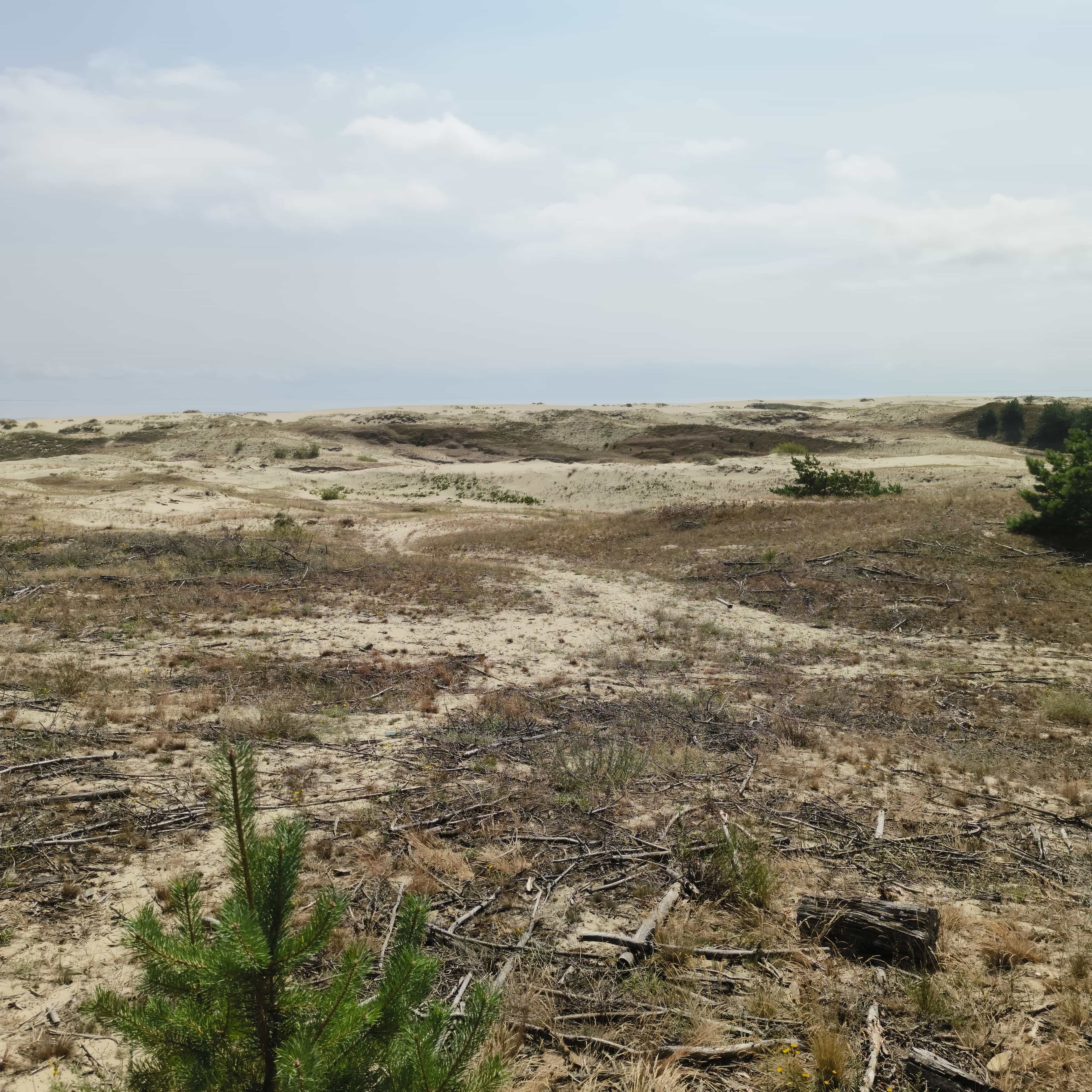 Photo from Kaliningrad: dune 1.