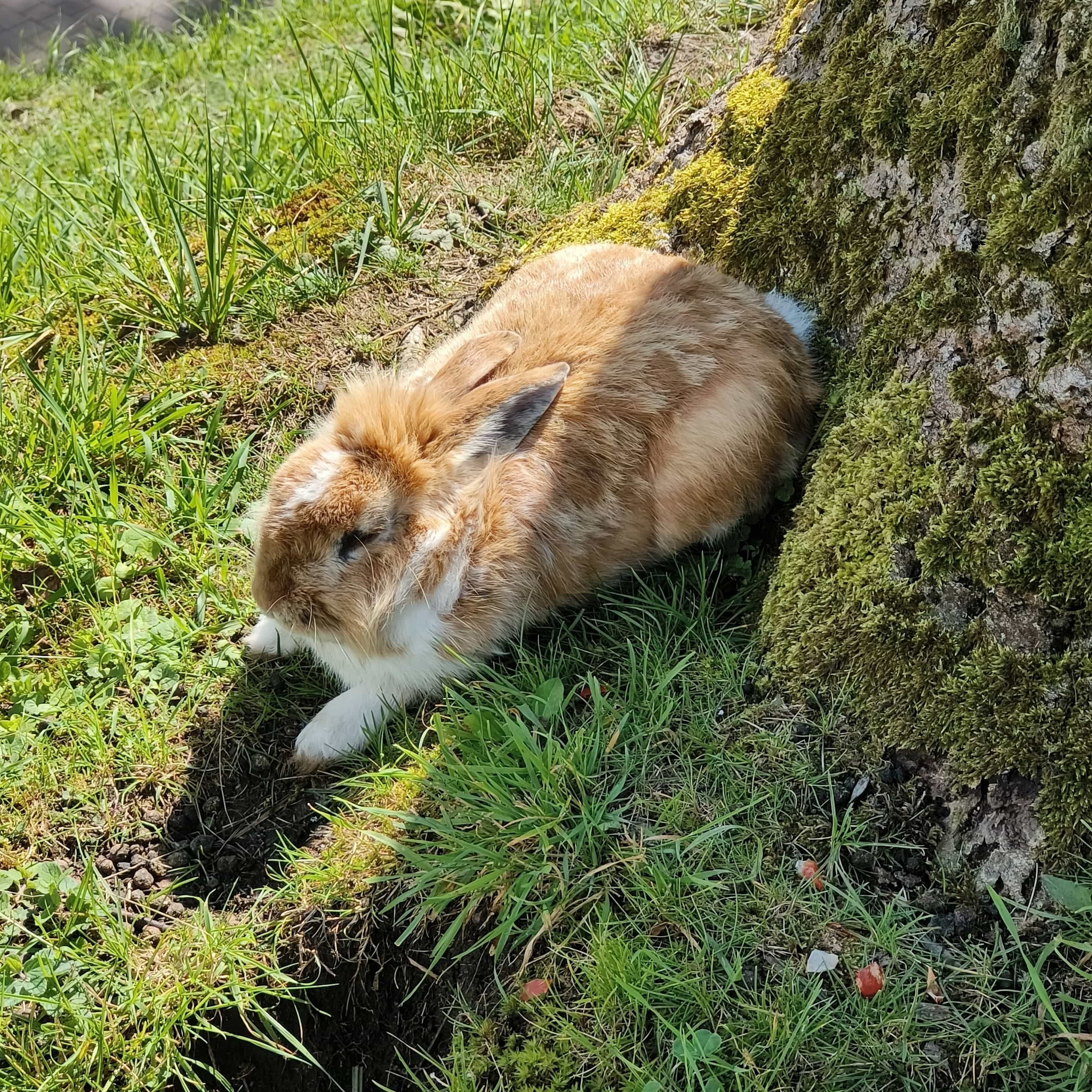 Photo from Kaliningrad: rabbit.