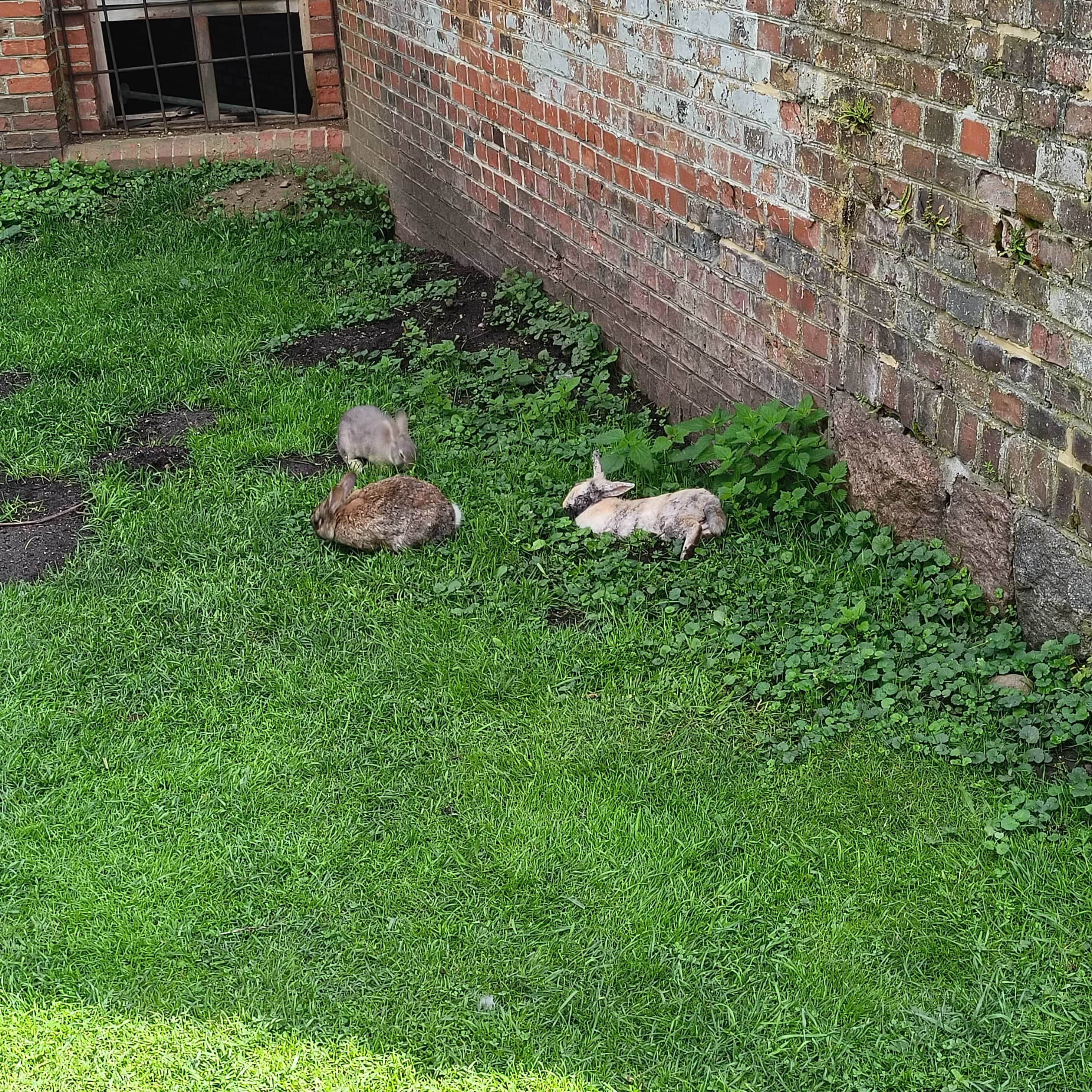 Photo from Kaliningrad: rabbits 1.