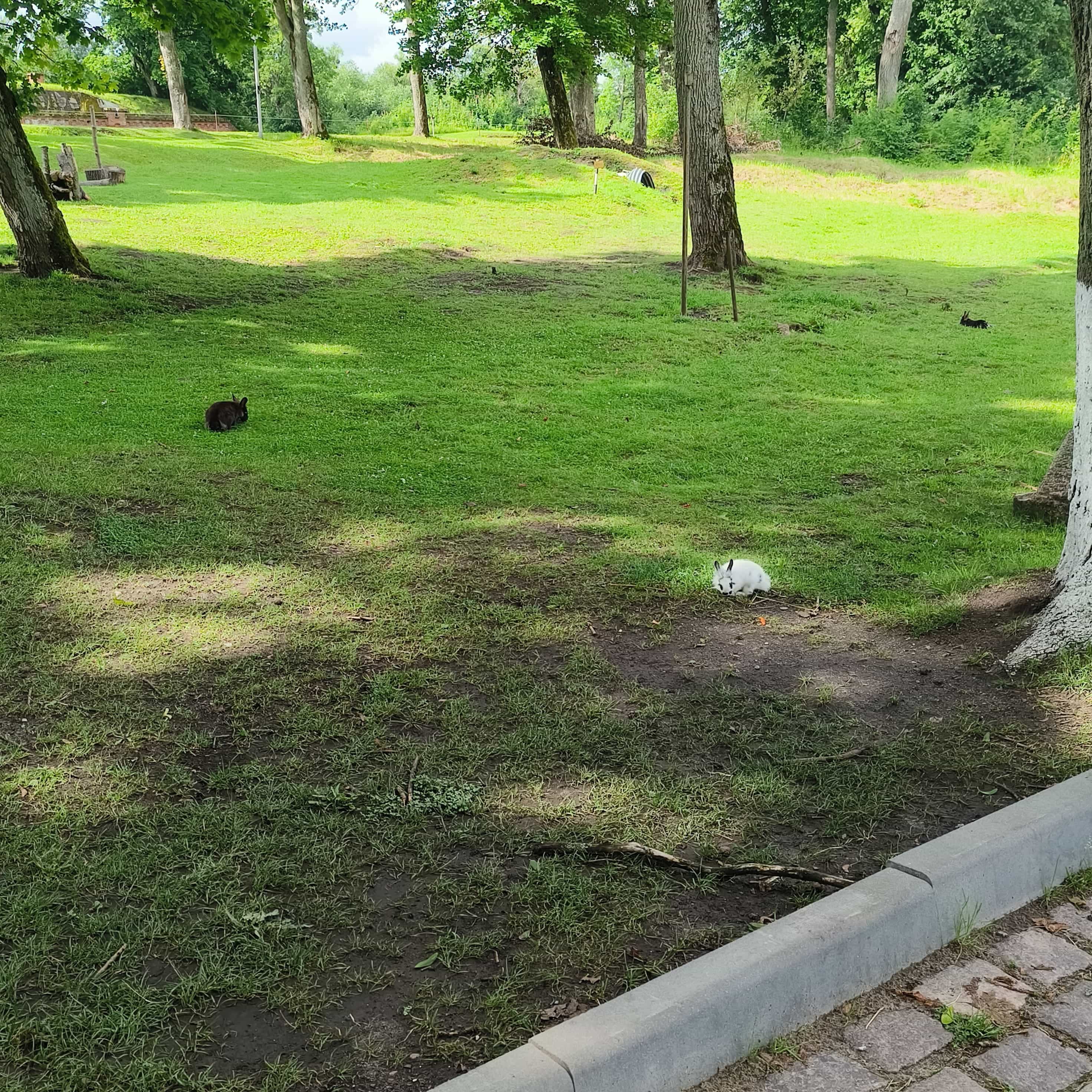 Photo from Kaliningrad: rabbits 2.