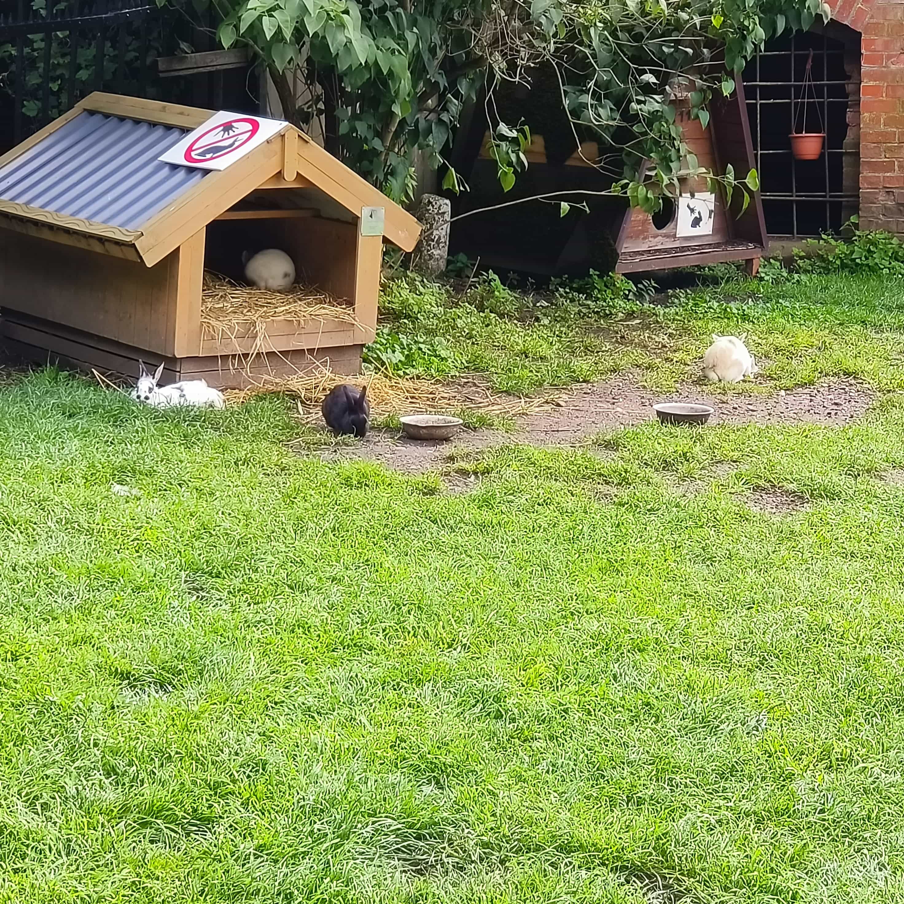 Photo from Kaliningrad: rabbits 3.