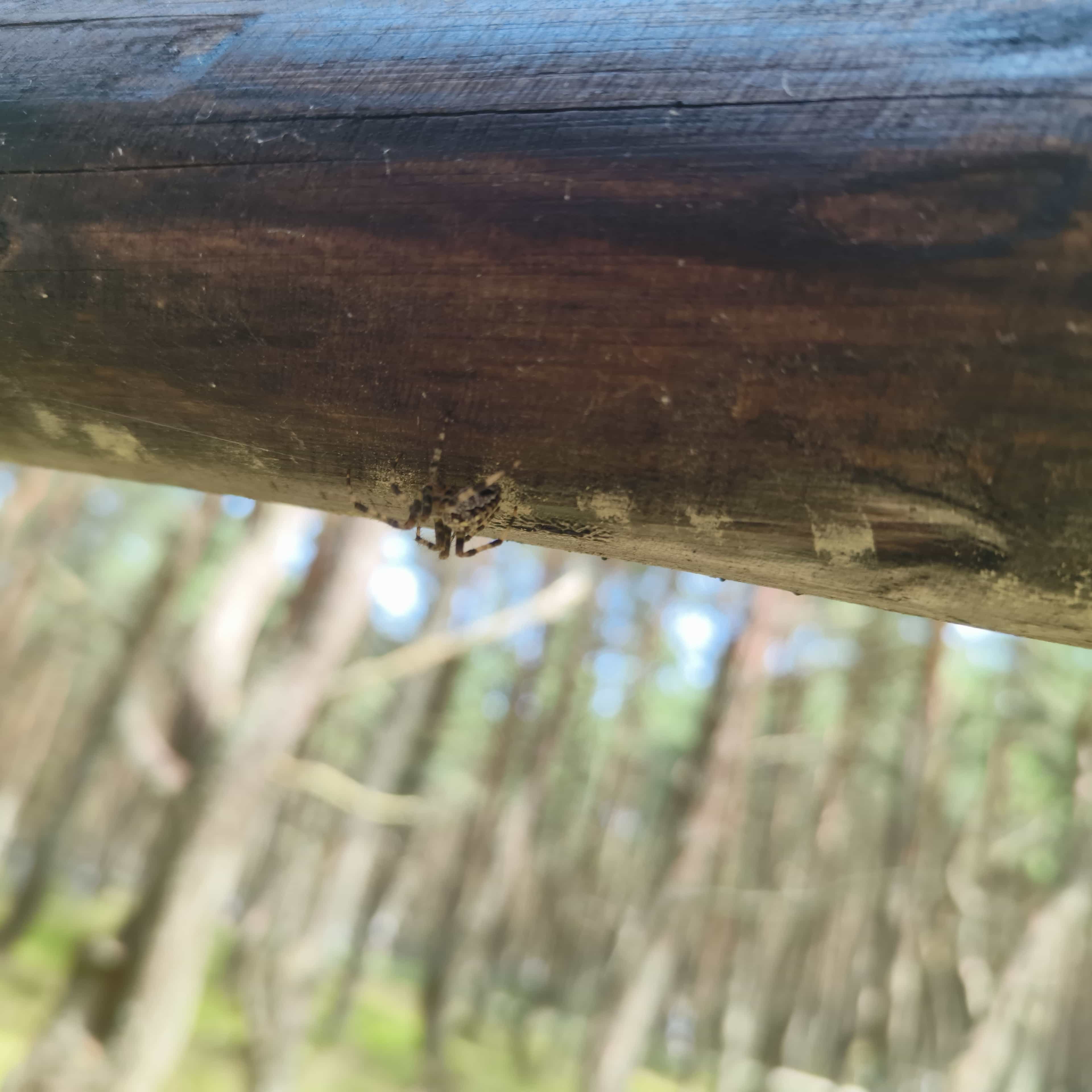 Photo from Kaliningrad: spider.
