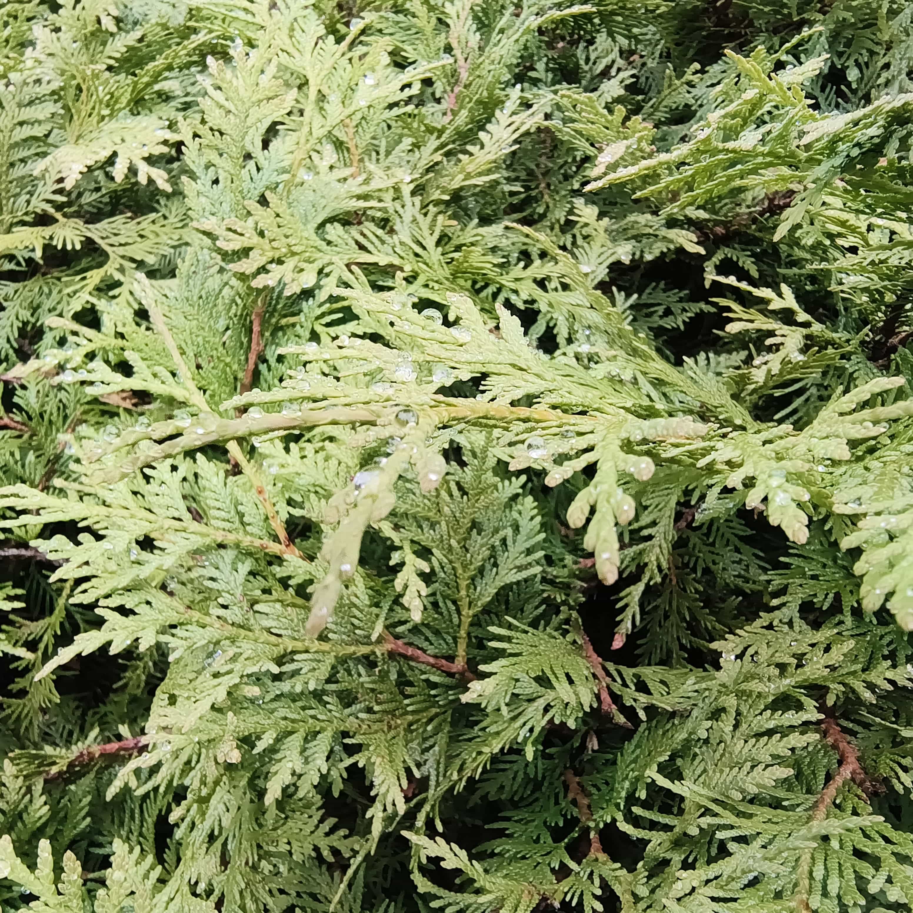 Photo from Moscow: blue spruce.