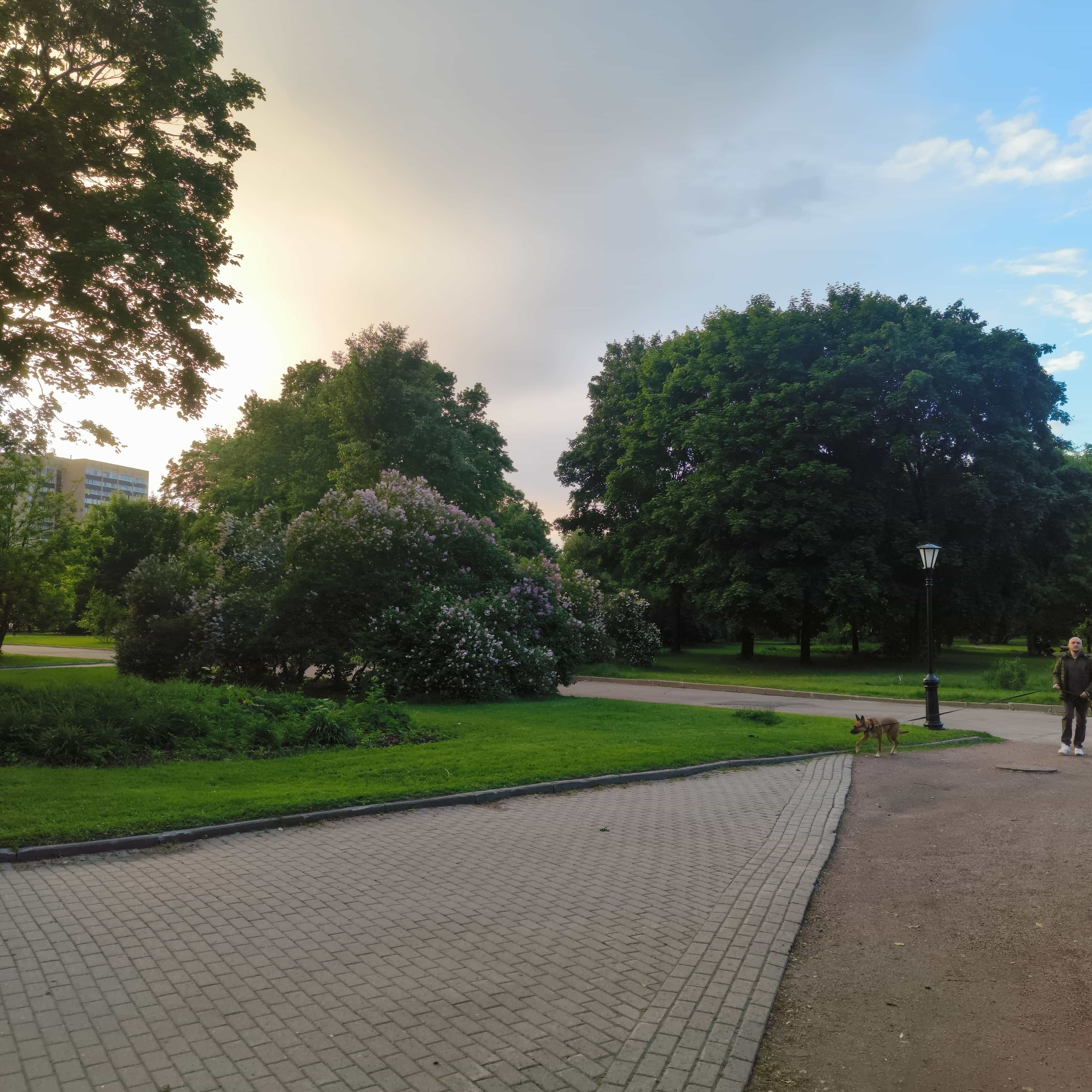 Photo from Moscow: evening park.