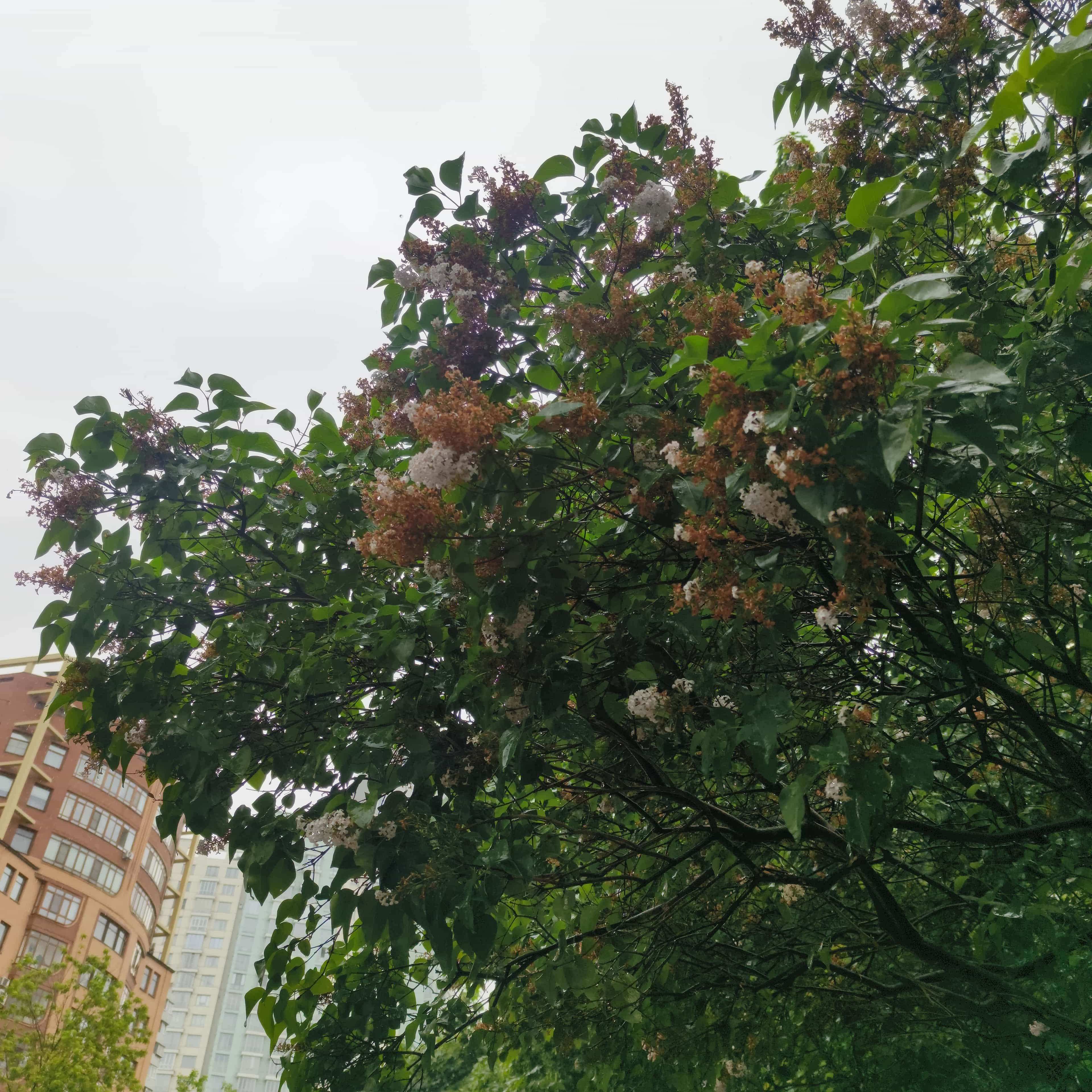 Photo from Moscow: flowering.