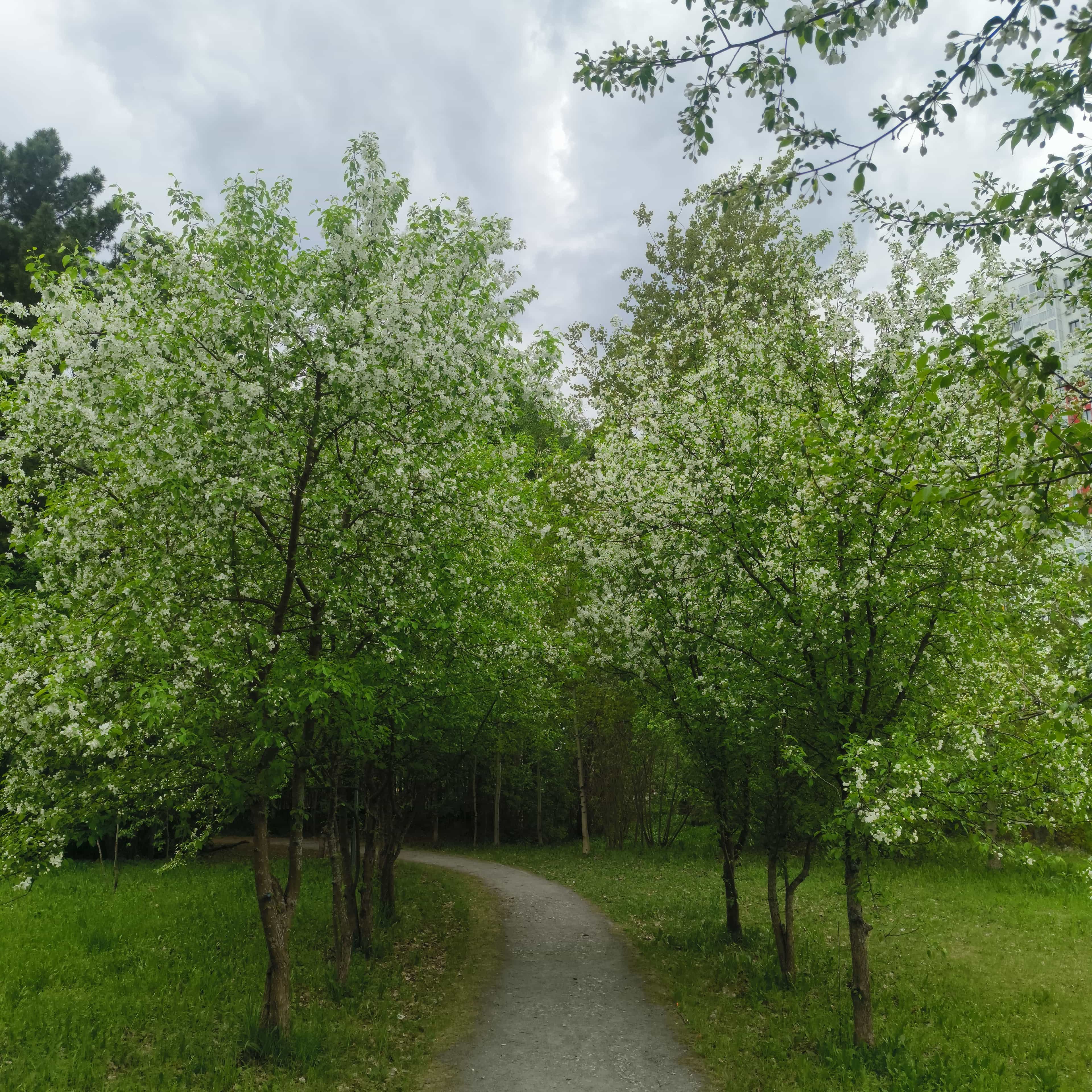 Photo from Moscow: green path.