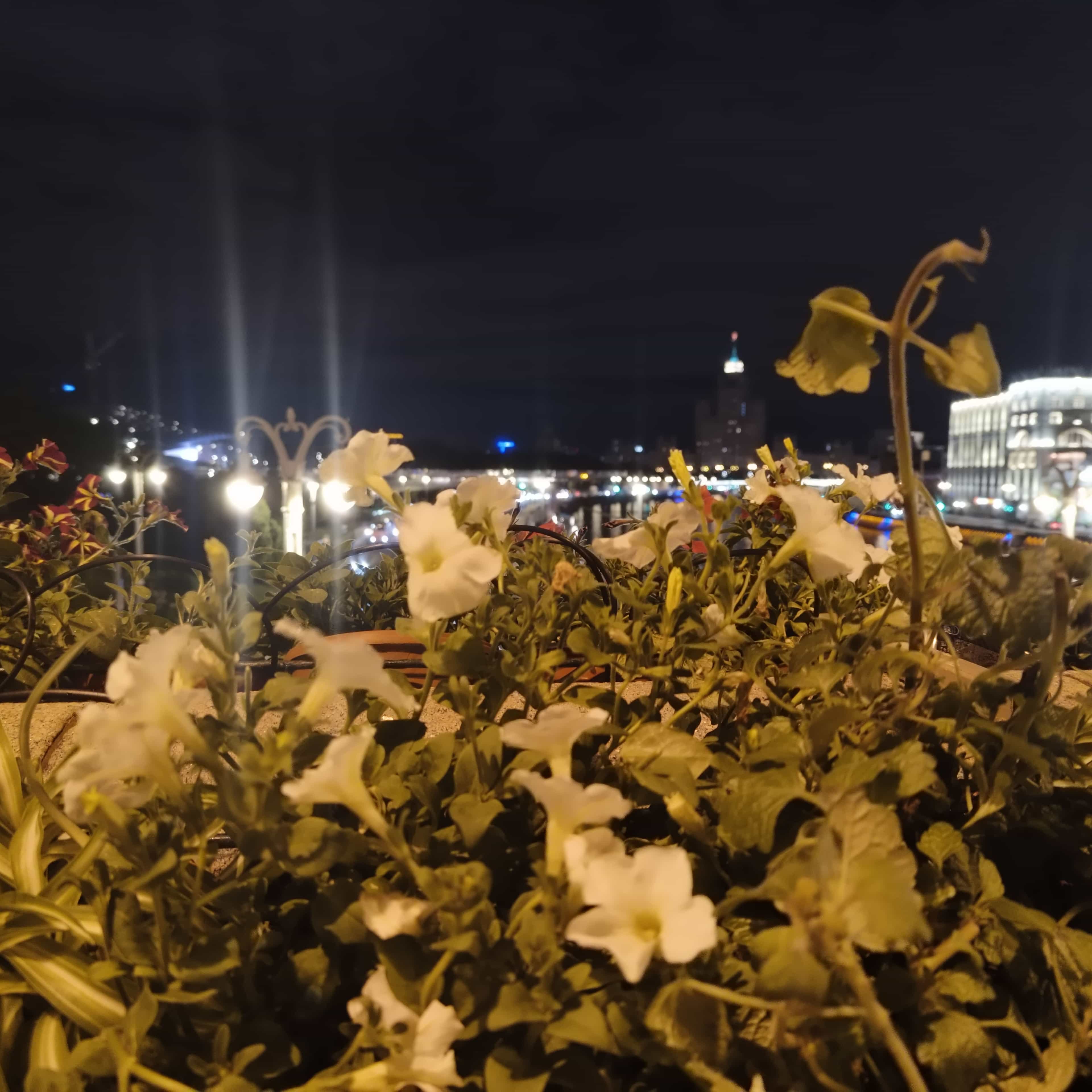 Photo from Moscow: night flowers.