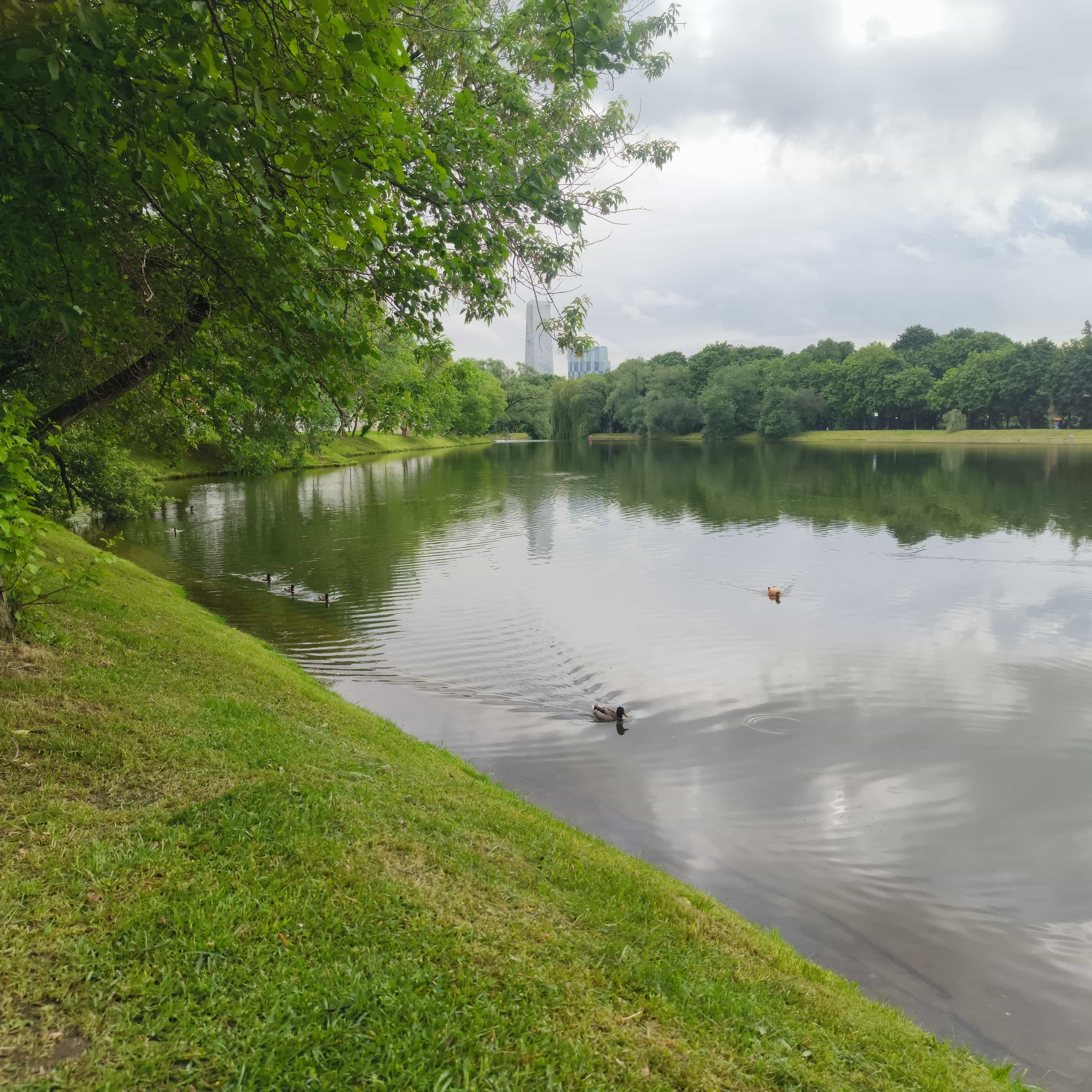 Photo from Moscow: pond ducks 1.