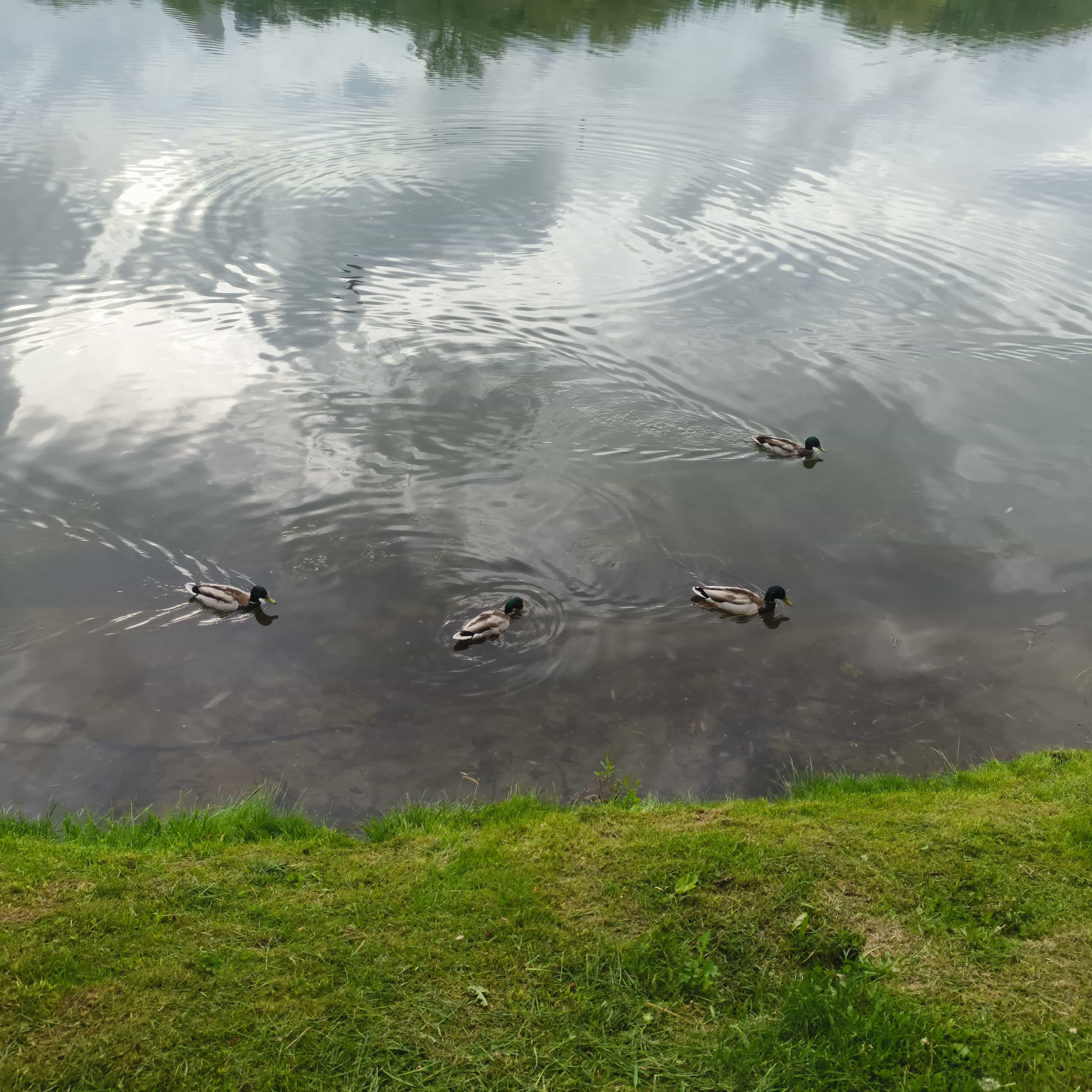 Photo from Moscow: pond ducks 3.