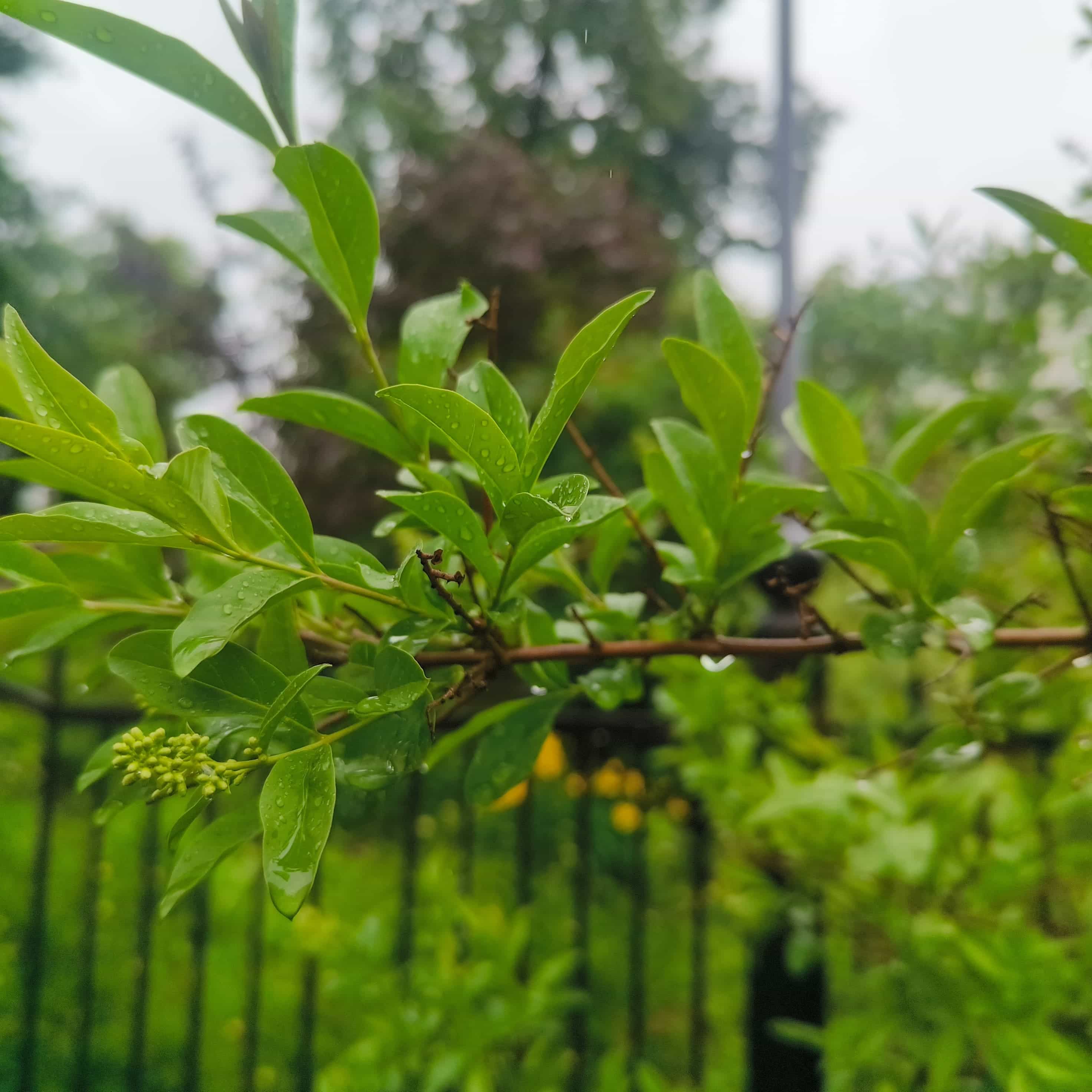 Photo from Moscow: raindrop branch.