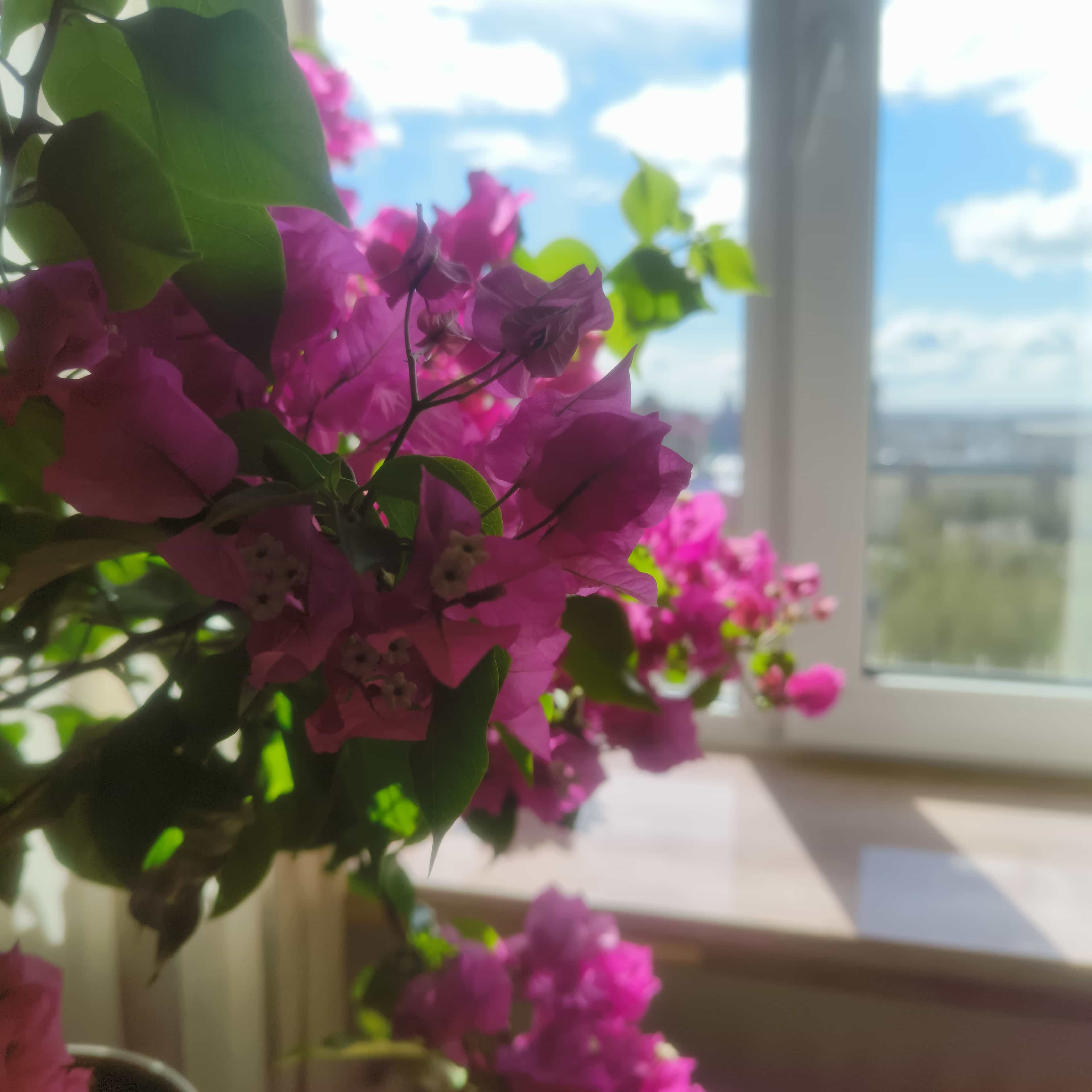 Photo from Surgut: bougainvillea 1.