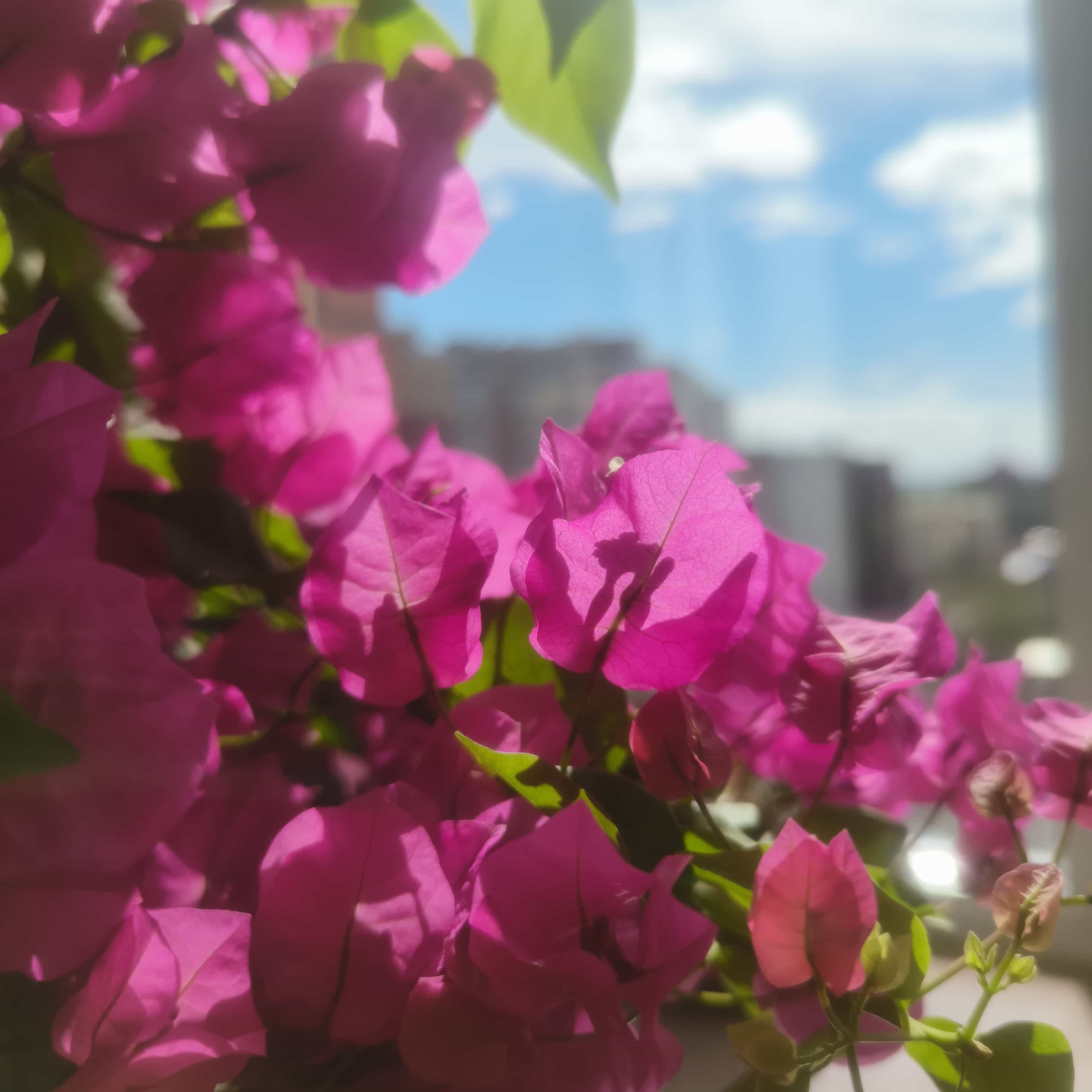 Photo from Surgut: bougainvillea 2.