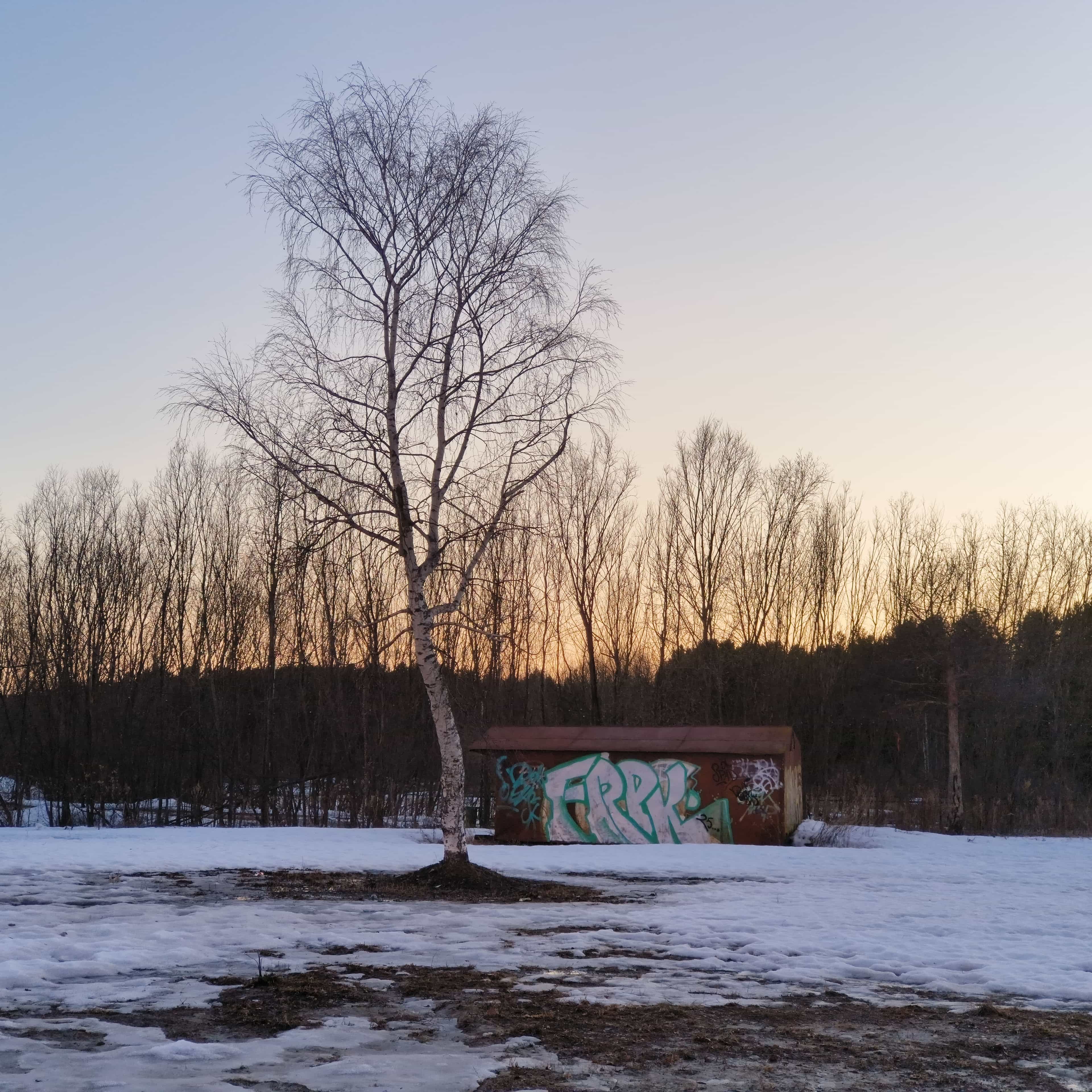 Photo from Surgut: lone birch dusk.
