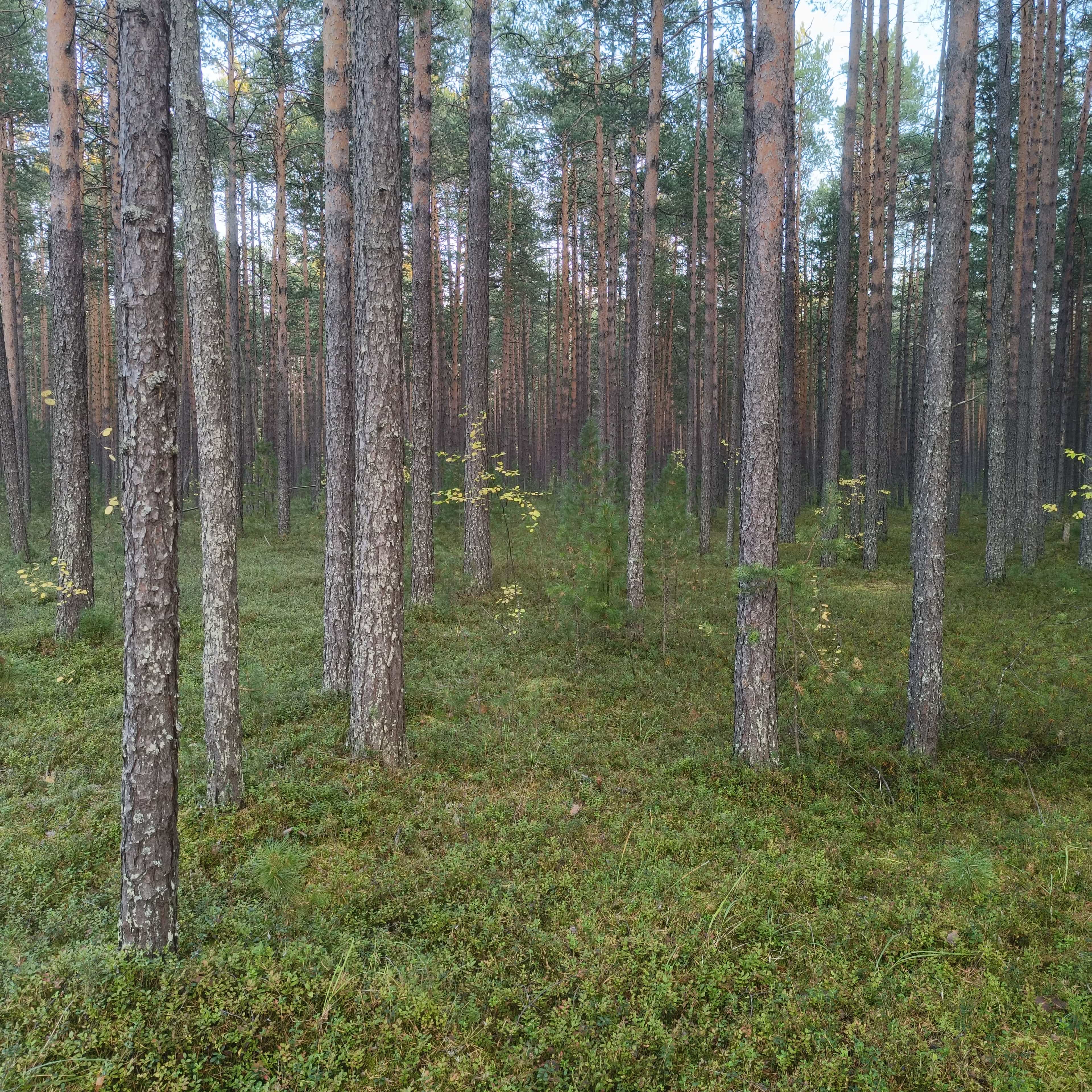 Photo from Surgut: forest 3.