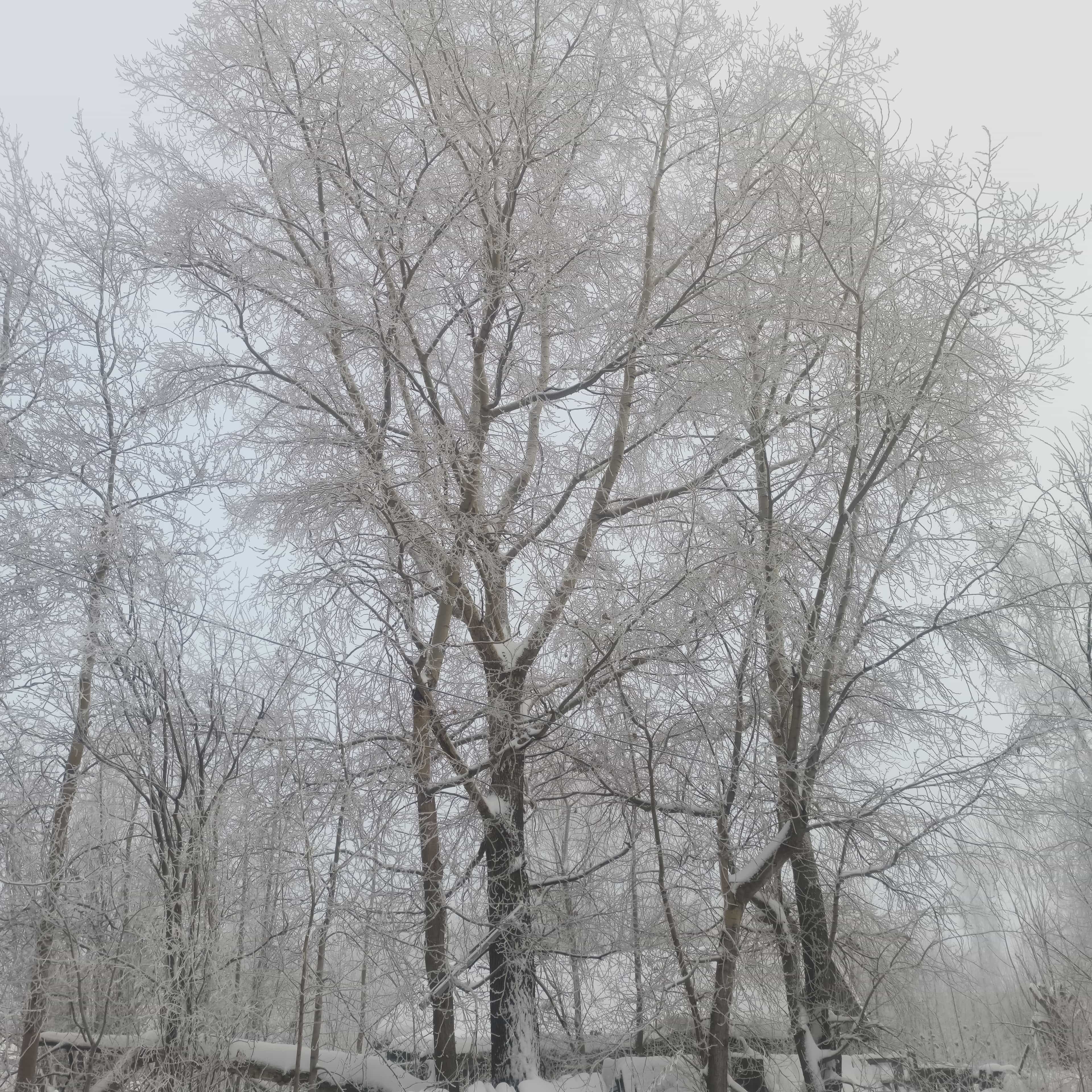 Photo from Surgut: frost 1.