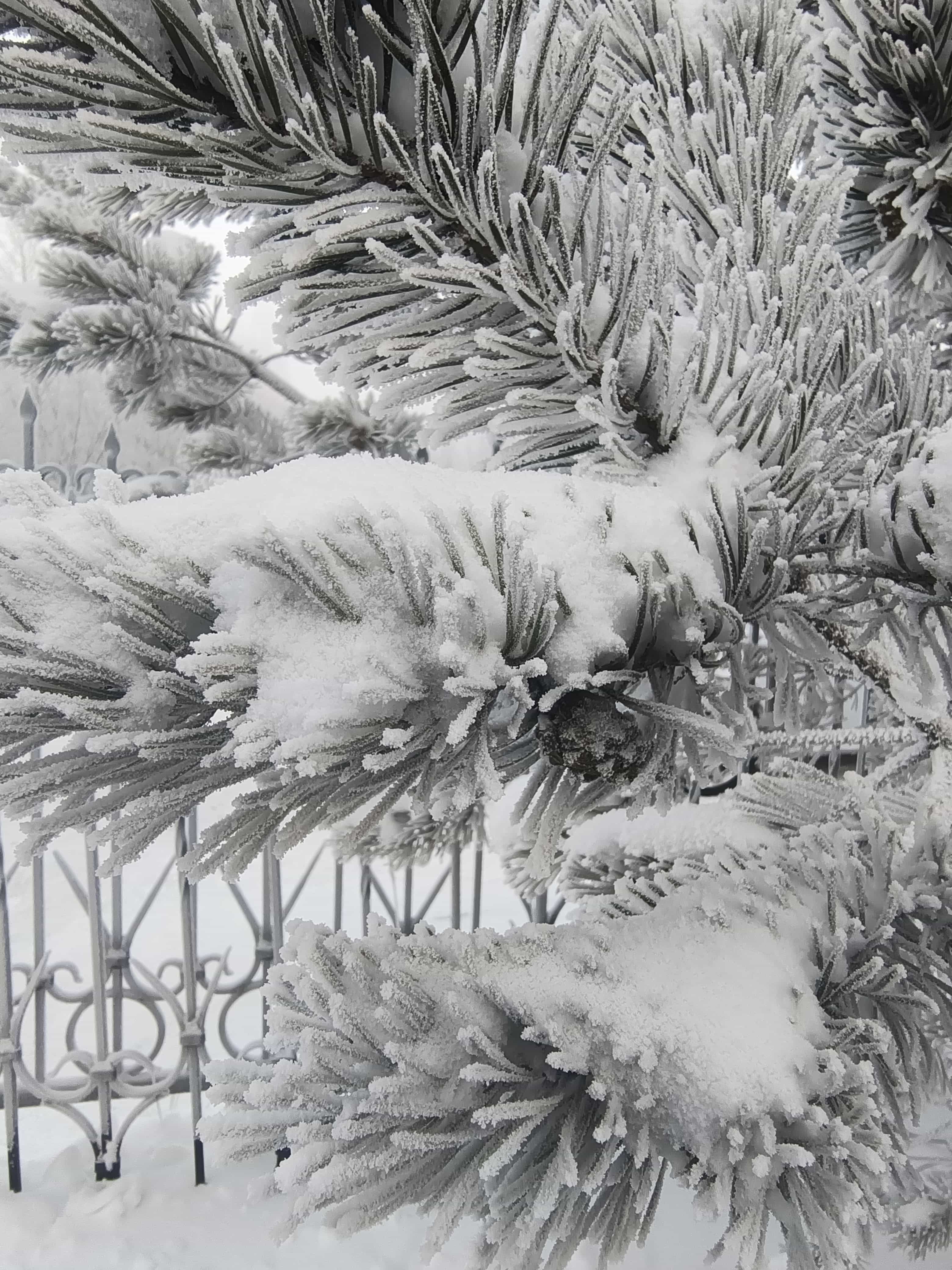 Photo from Surgut: frost 10.