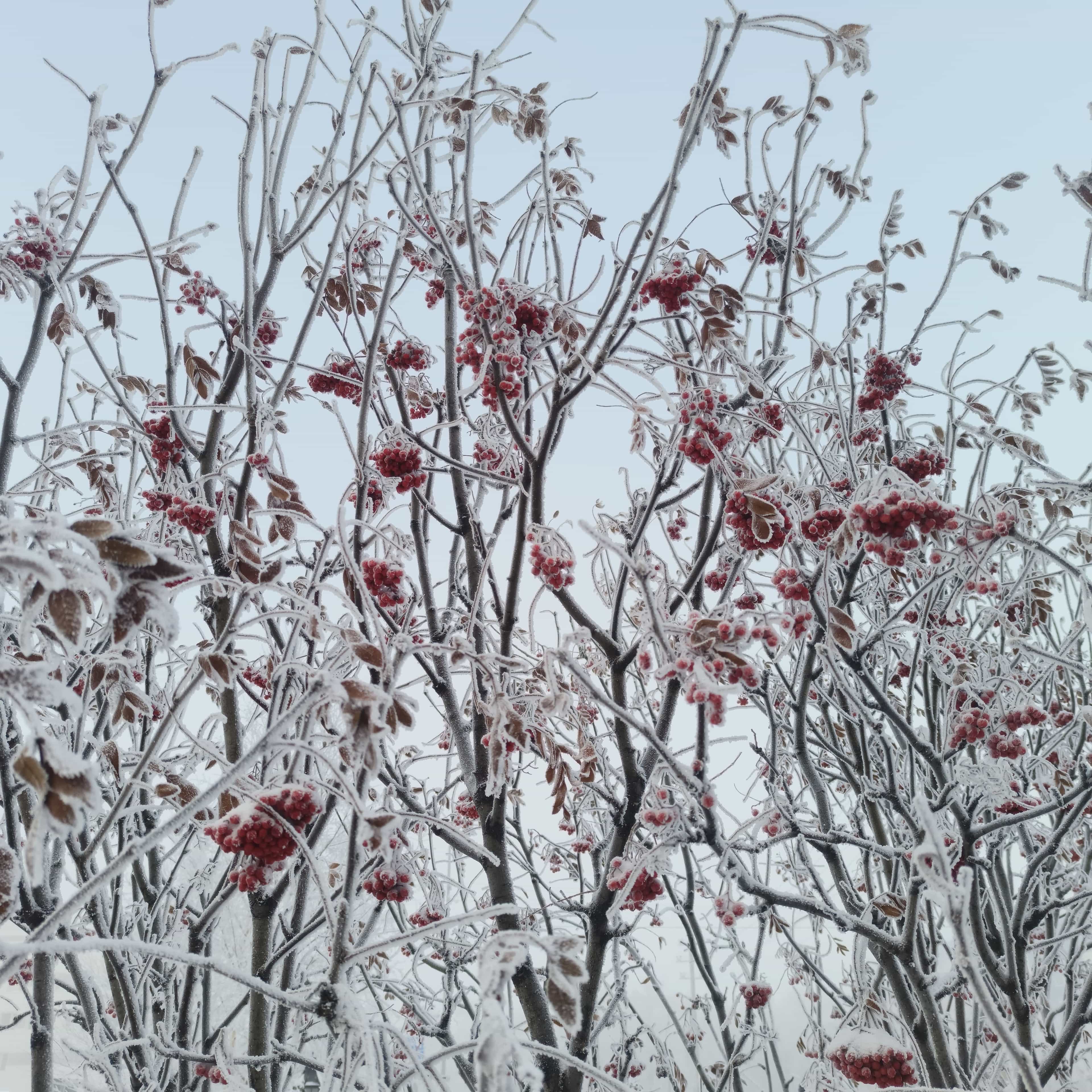 Photo from Surgut: frost 11.