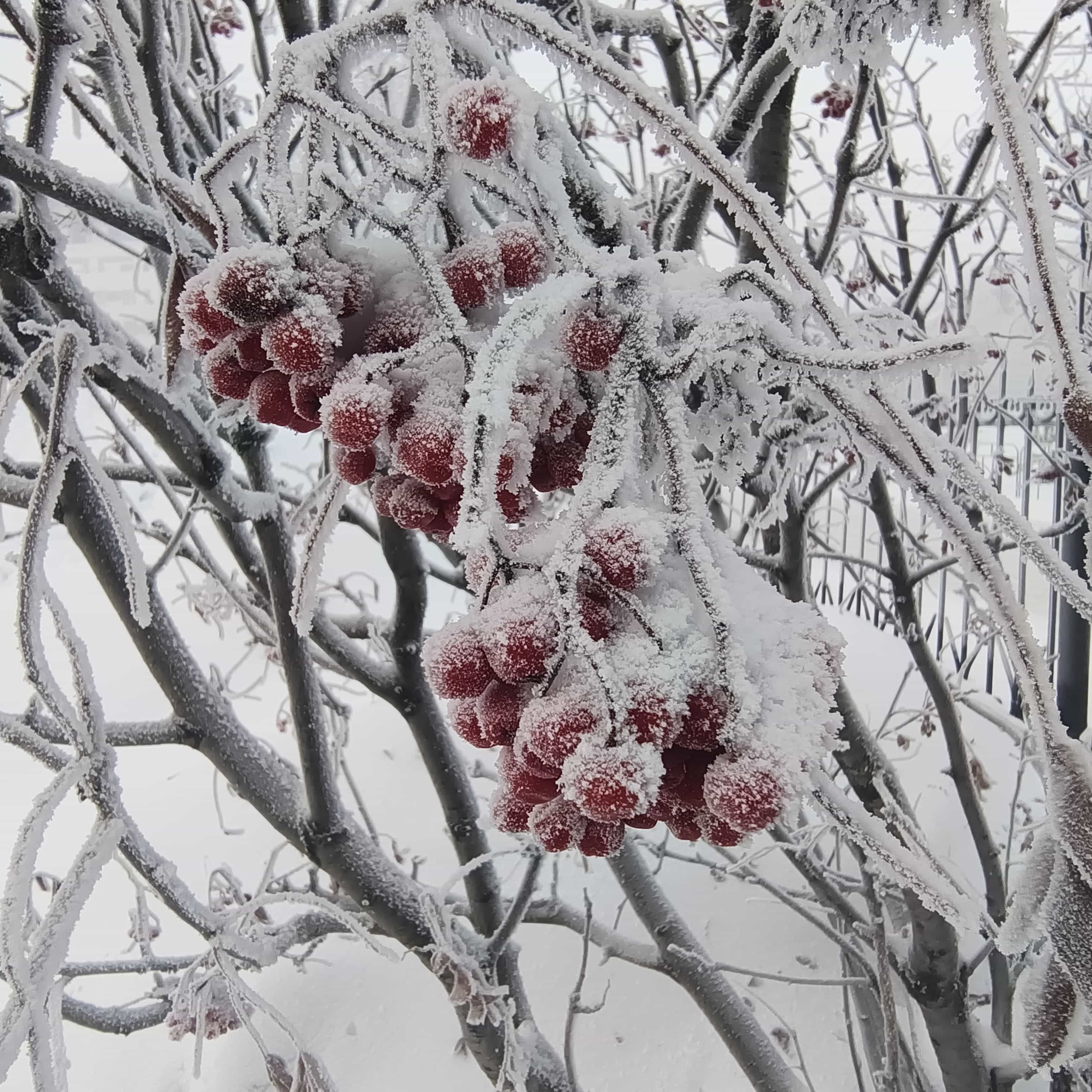 Photo from Surgut: frost 12.