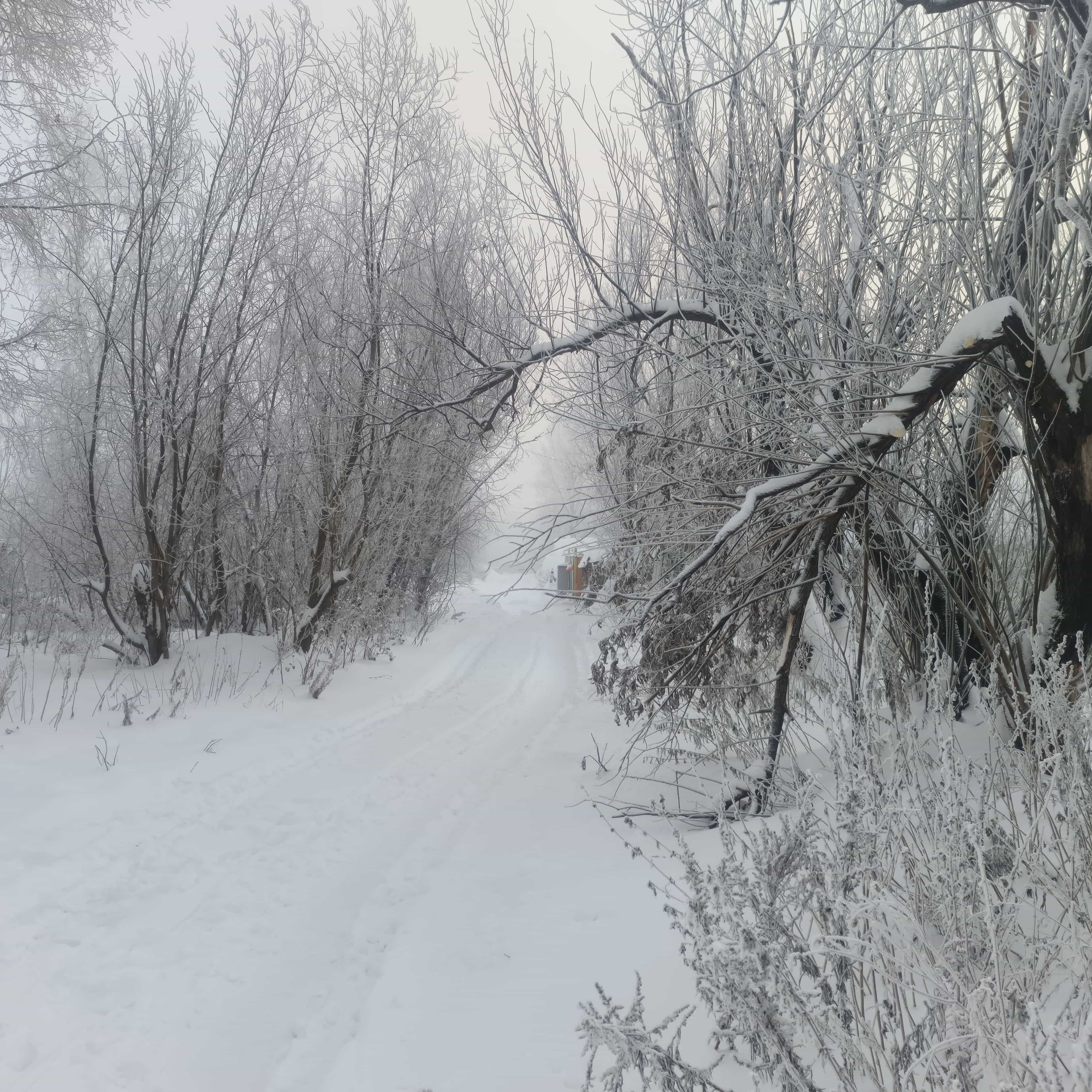 Photo from Surgut: frost 17.