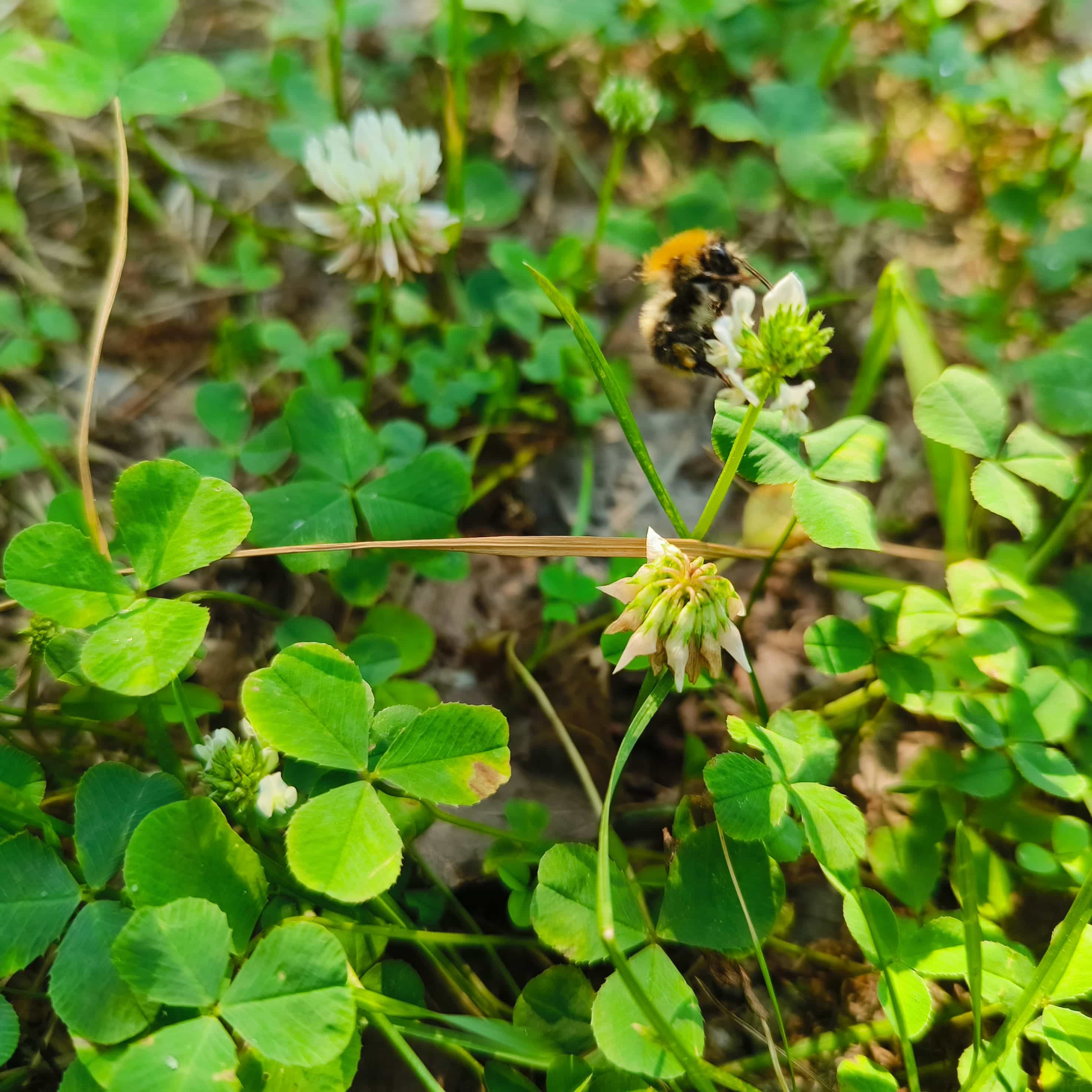 Photo from Surgut: bumblebee clover.