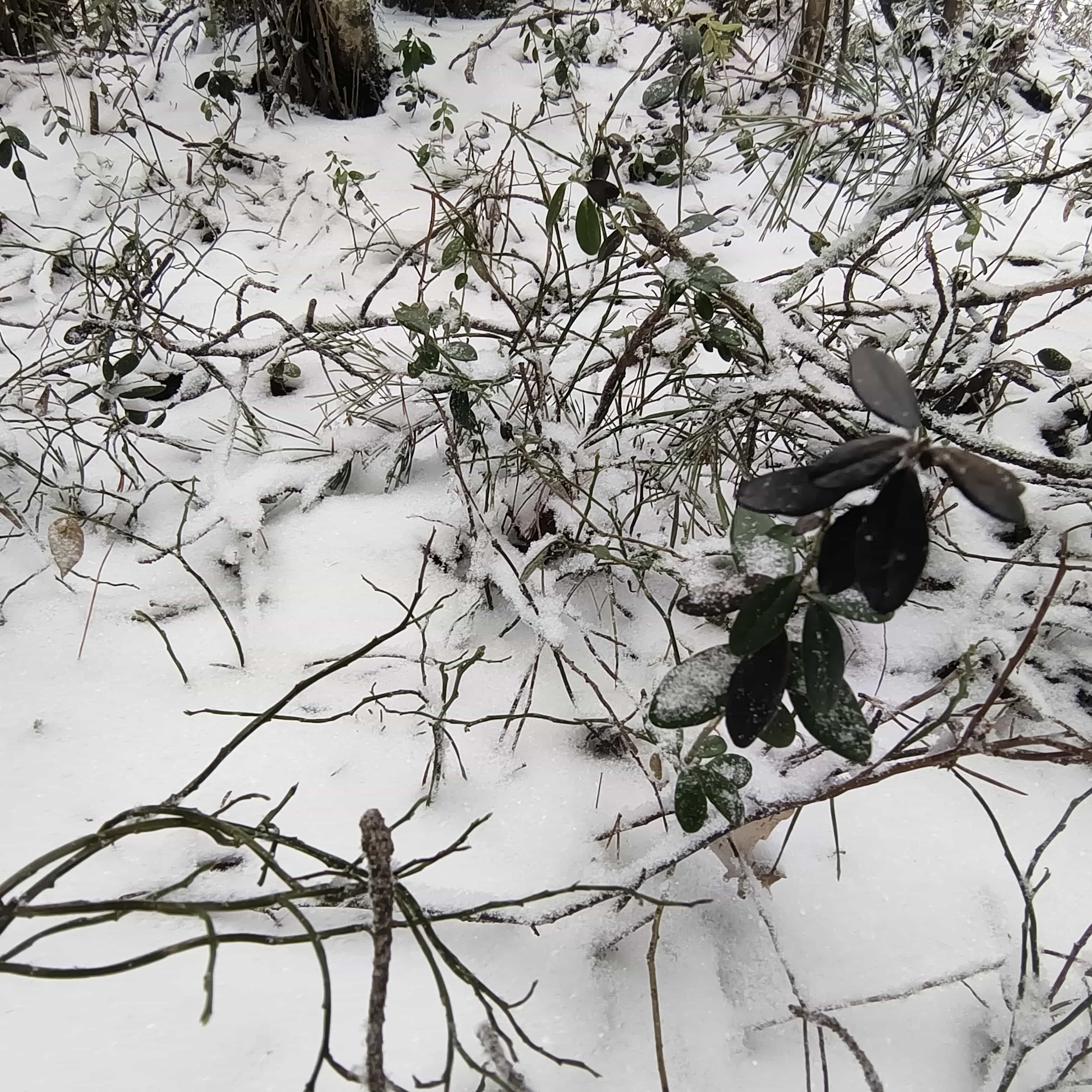 Photo from Surgut: creek snow 4.