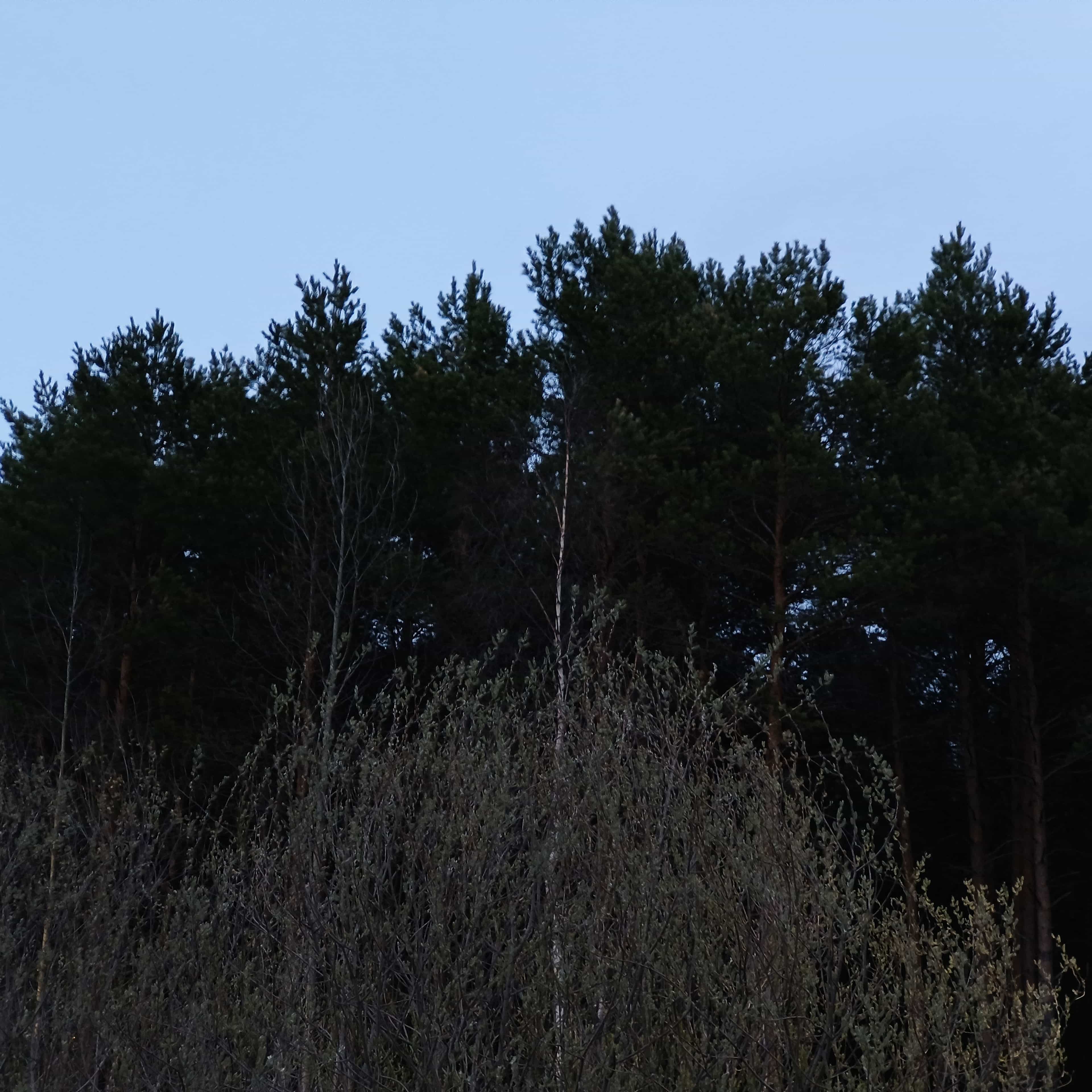Photo from Surgut: dark tree.