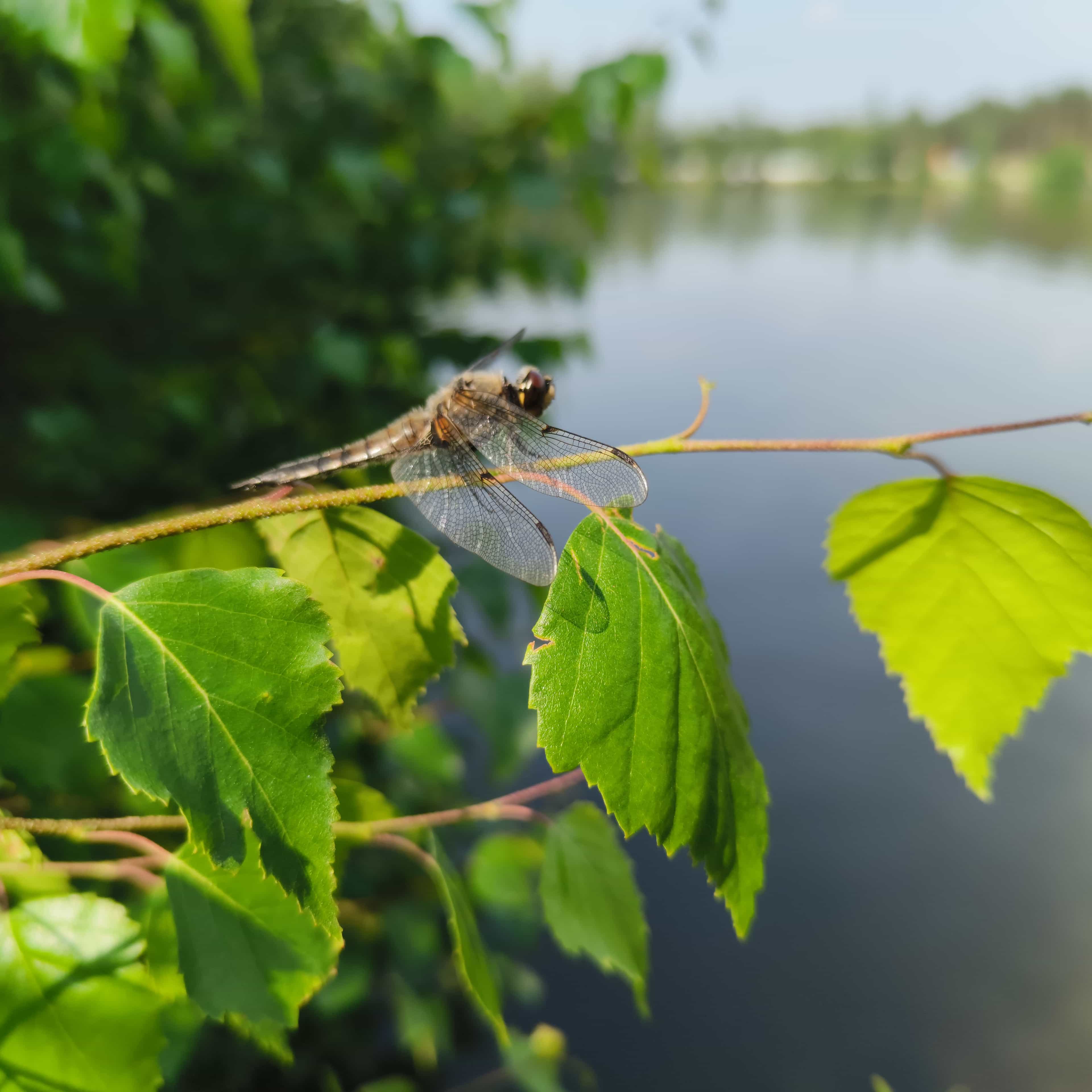 Photo from Surgut: dragonfly branch.