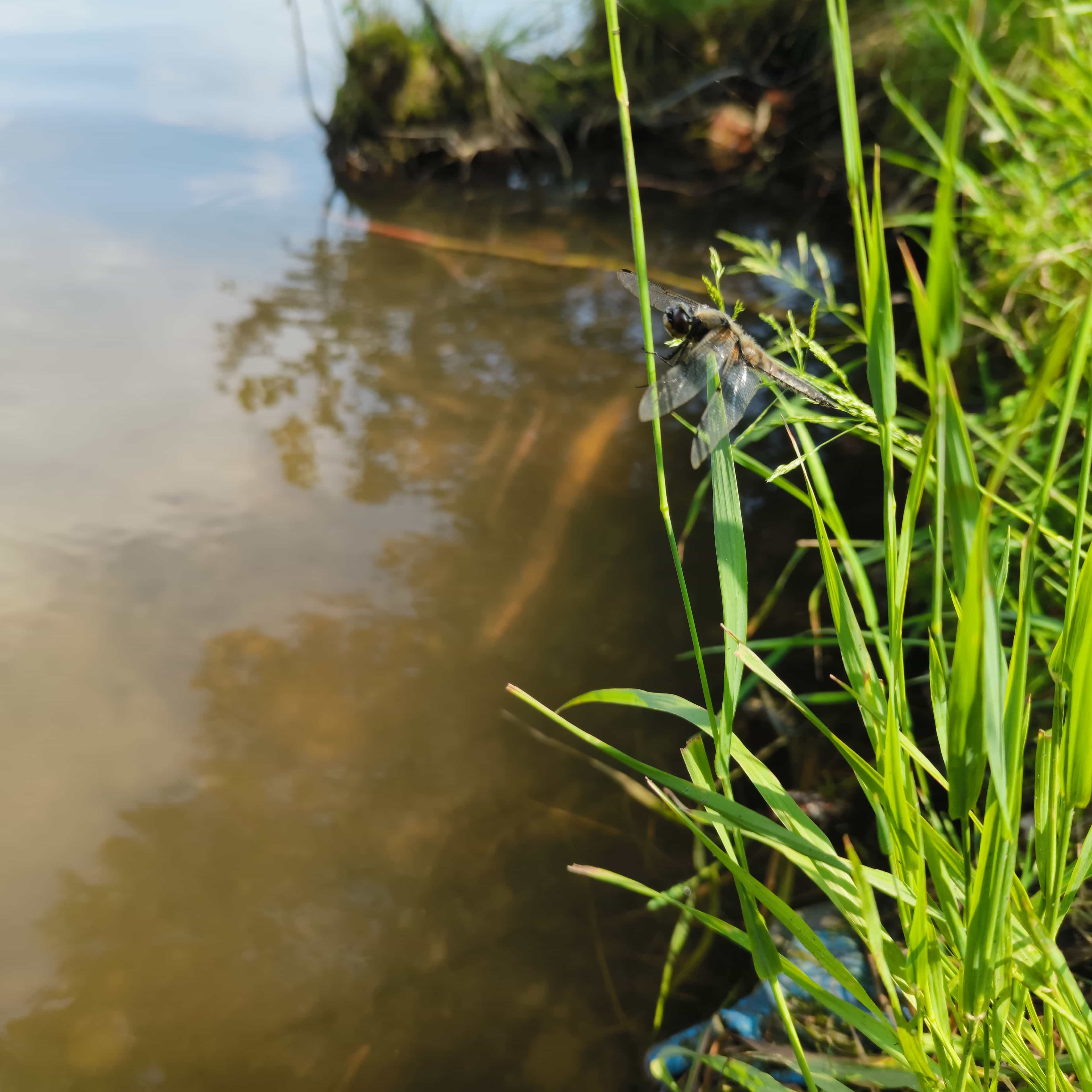 Photo from Surgut: dragonfly grass.