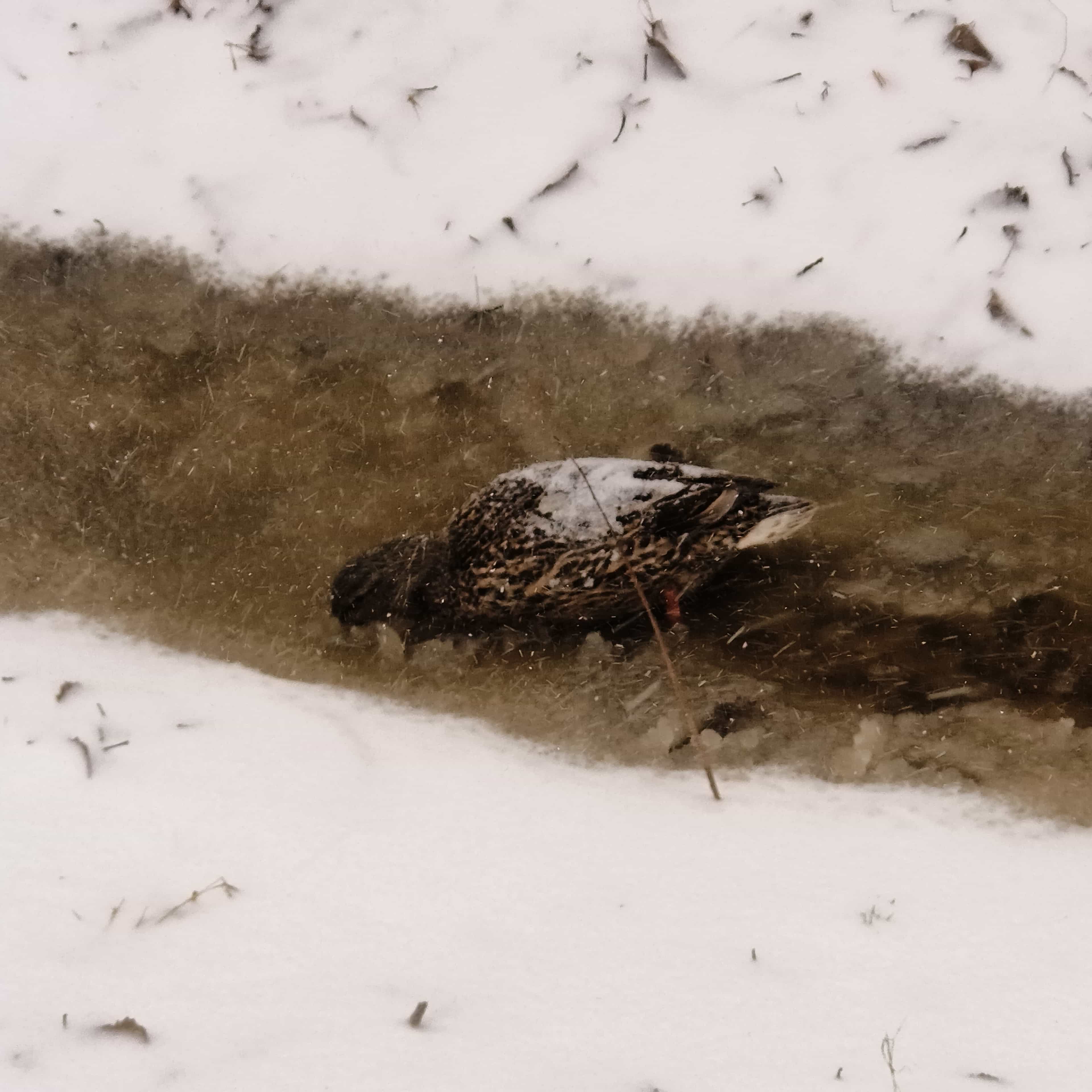 Photo from Surgut: duck.