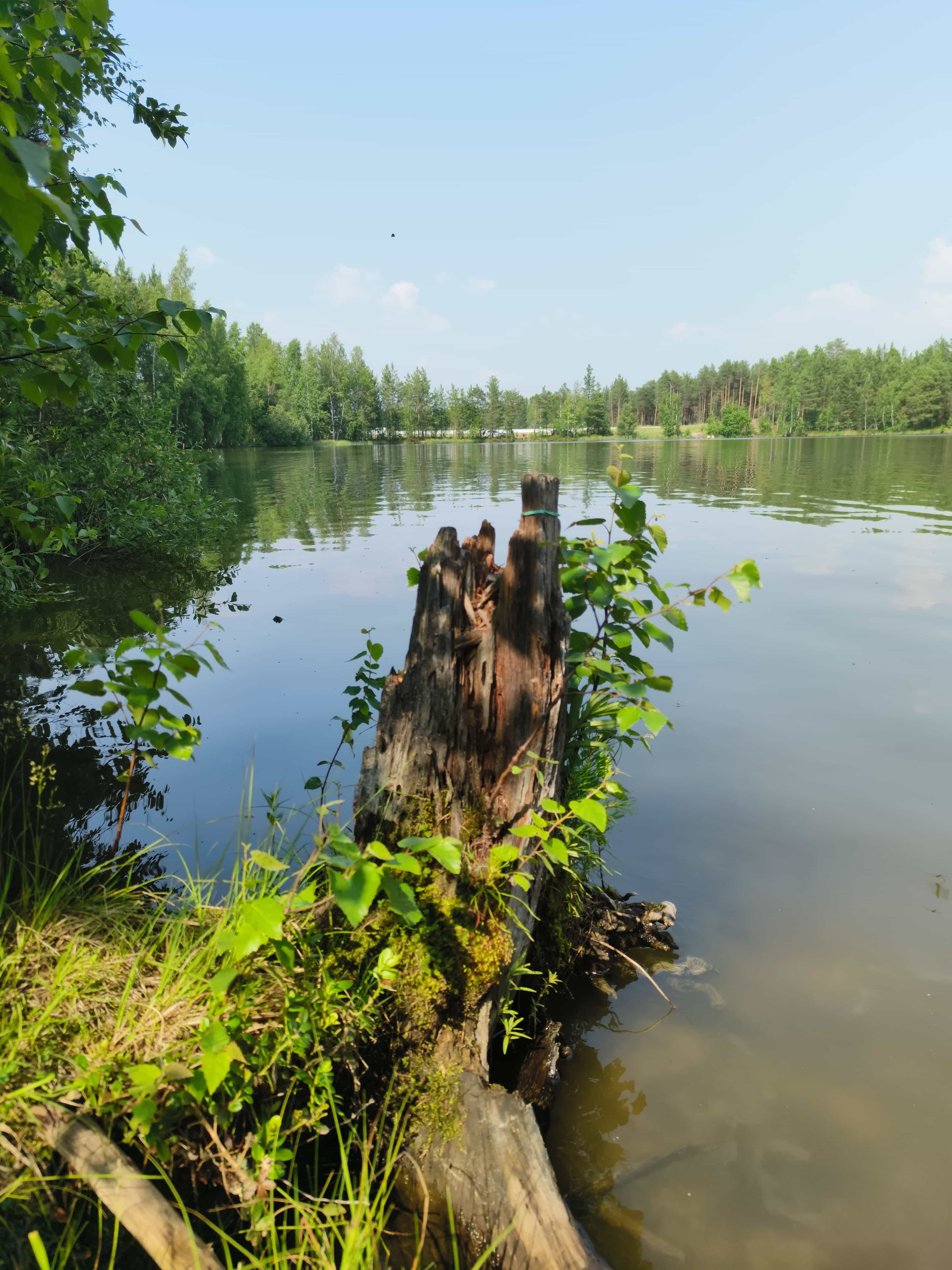 Photo from Surgut: lake stump.