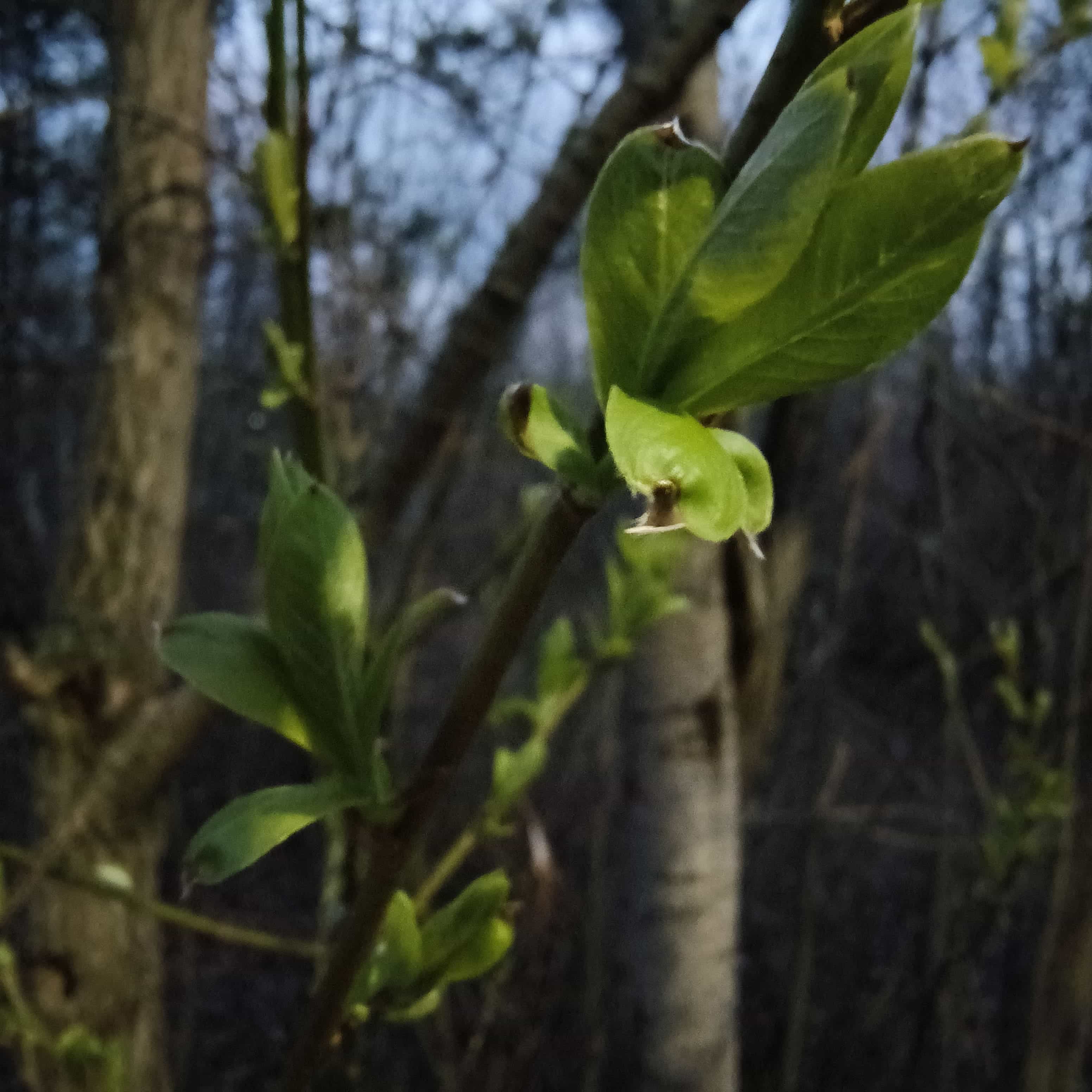 Photo from Surgut: leaves.