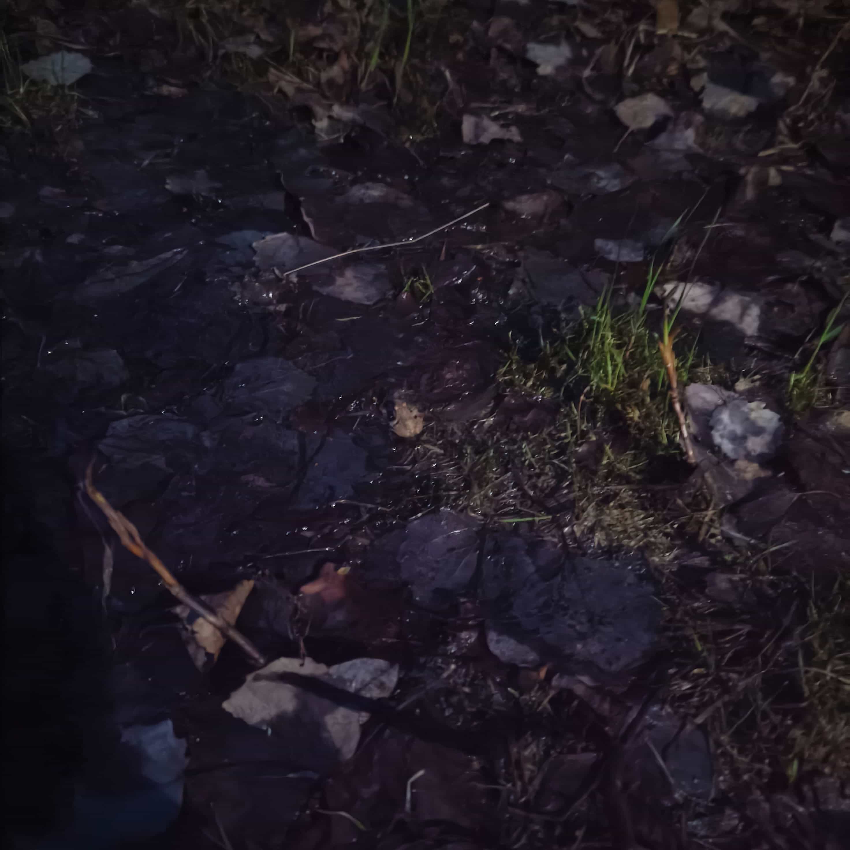 Photo from Surgut: littel frog.