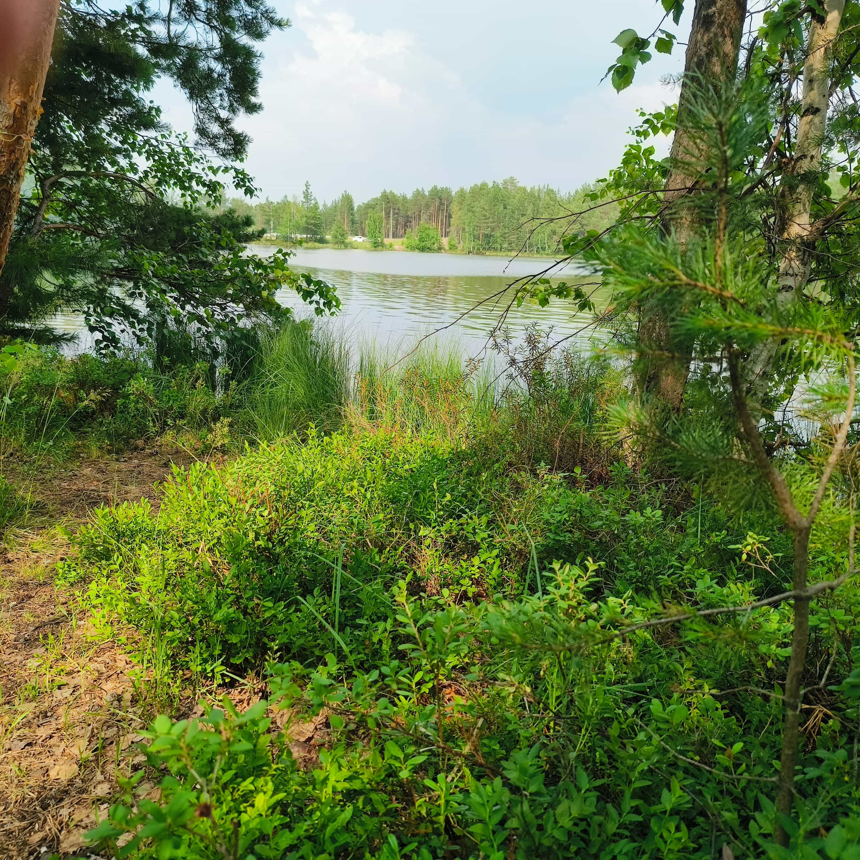 Photo from Surgut: sunny lake shore.