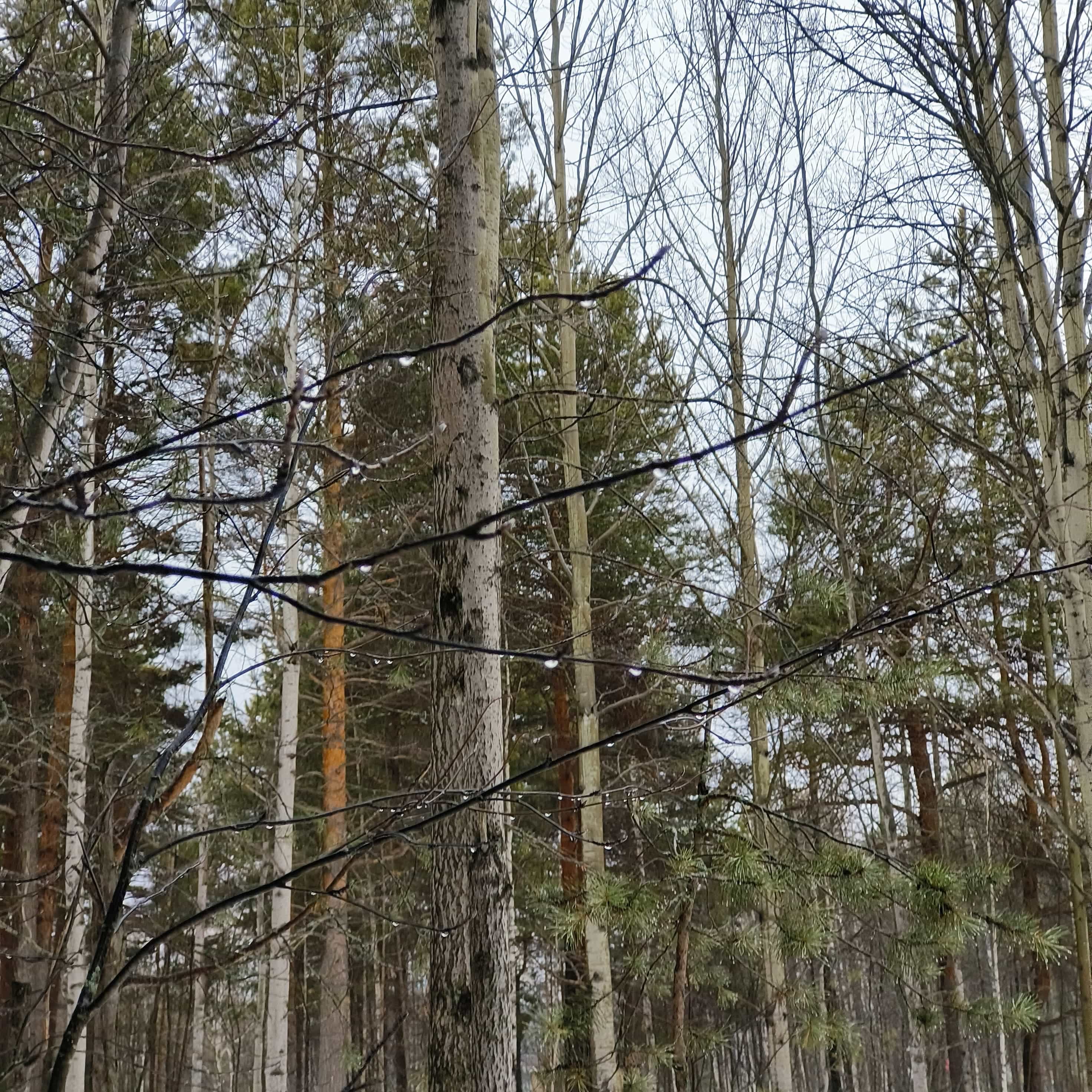Photo from Surgut: thawing forest.