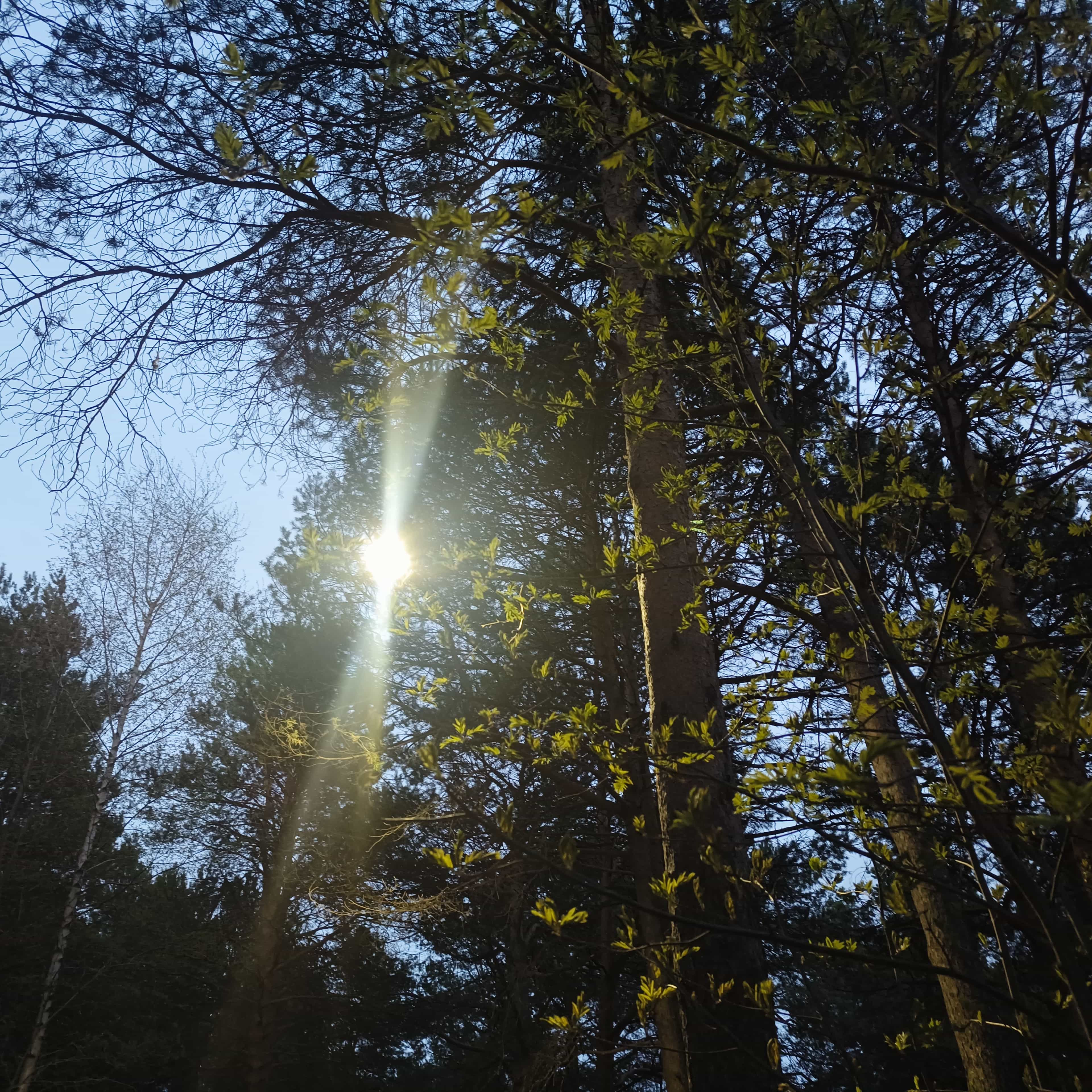 Photo from Surgut: through trees 1.