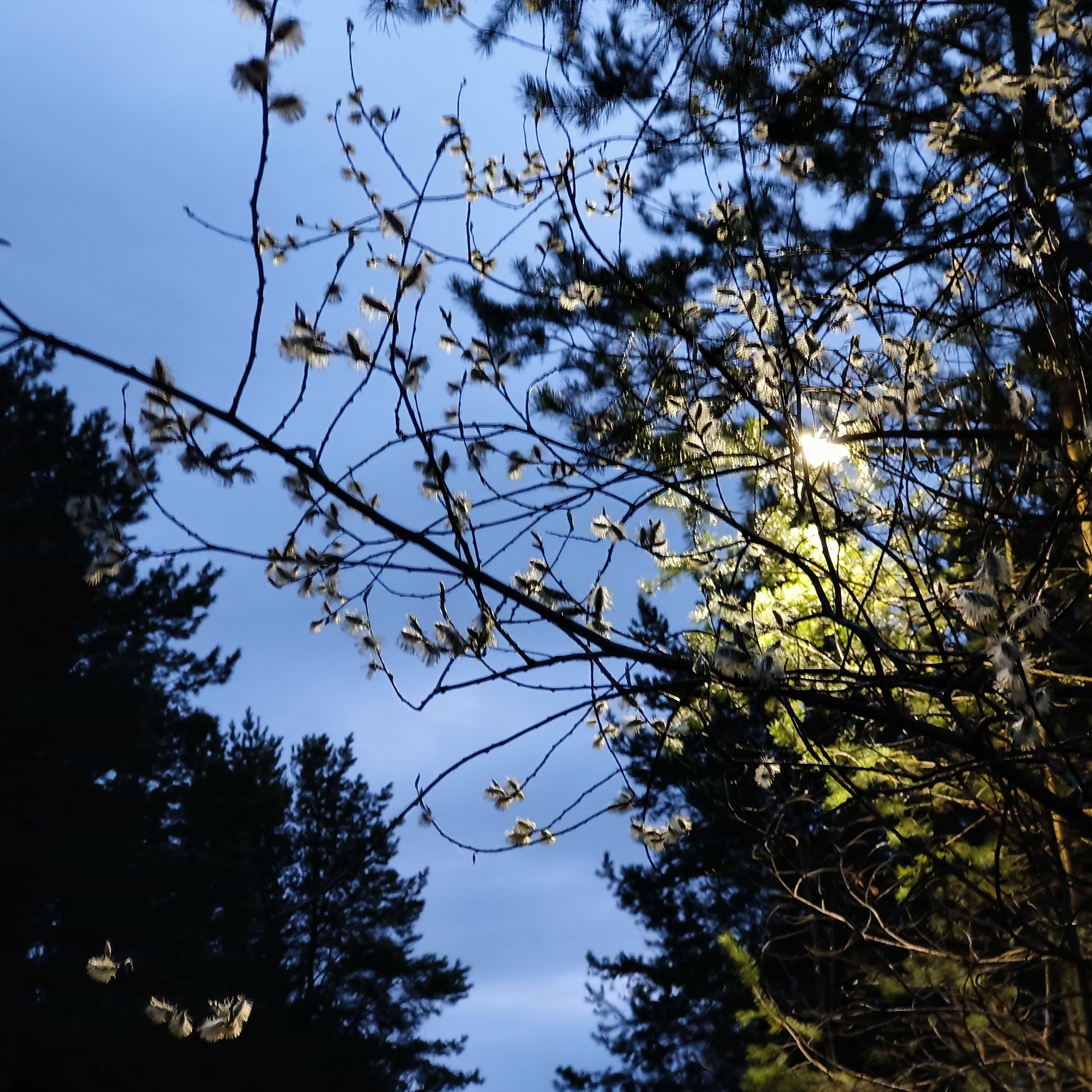 Photo from Surgut: through trees 2.