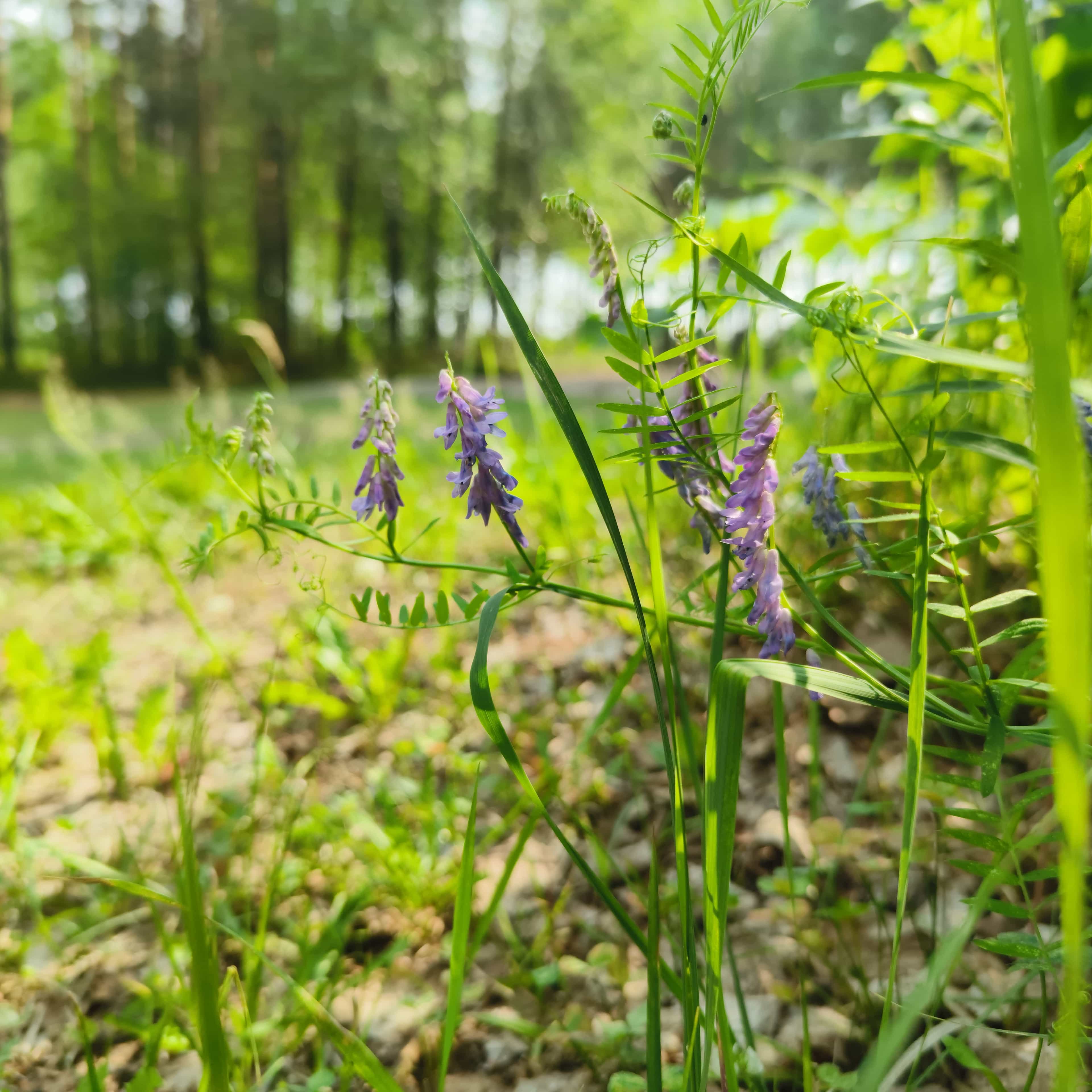 Photo from Surgut: wild bellflowers.