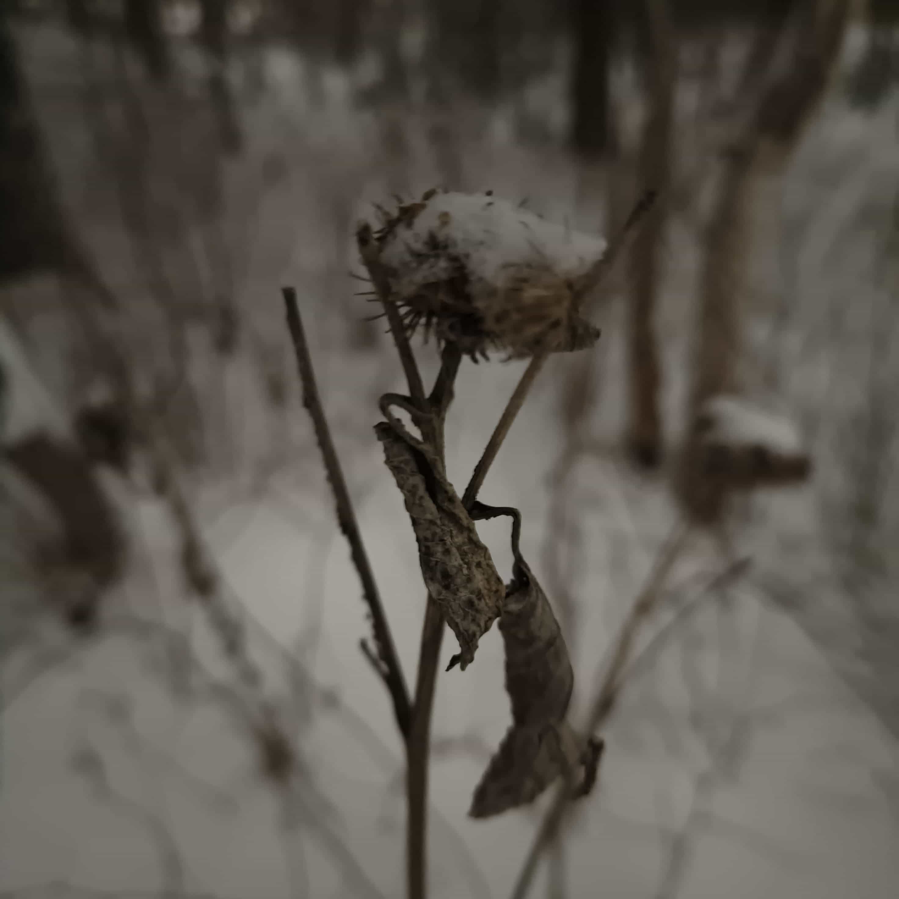Photo from Surgut: snowy 10.
