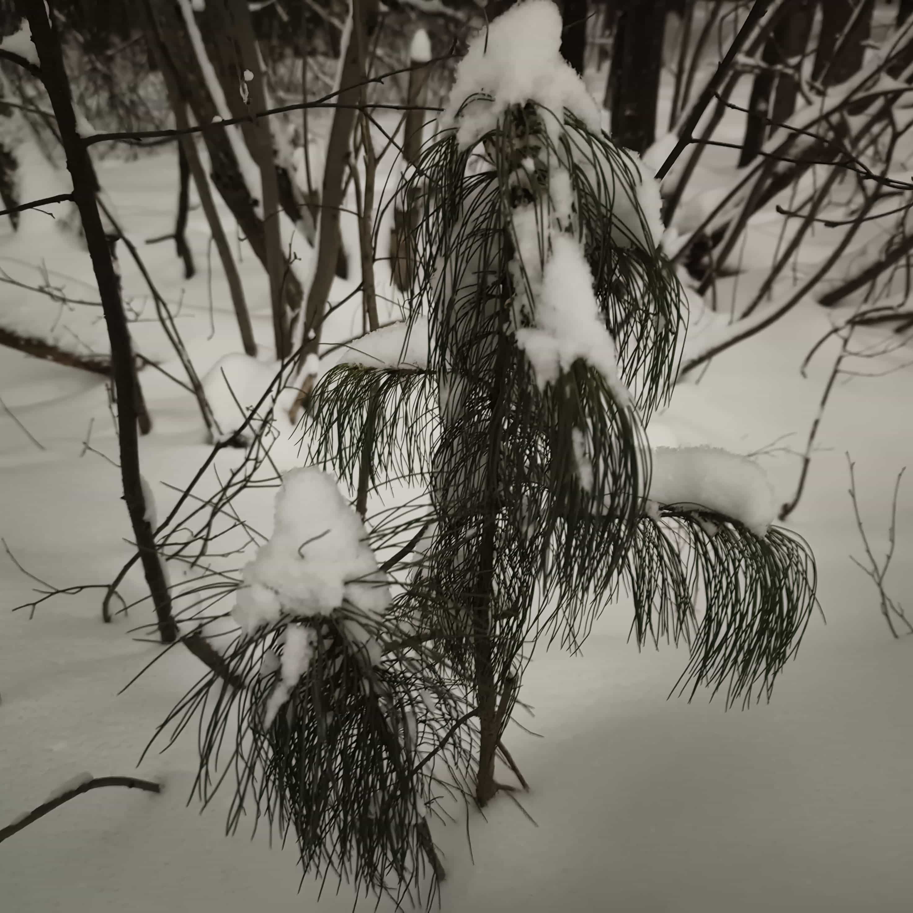 Photo from Surgut: snowy 12.