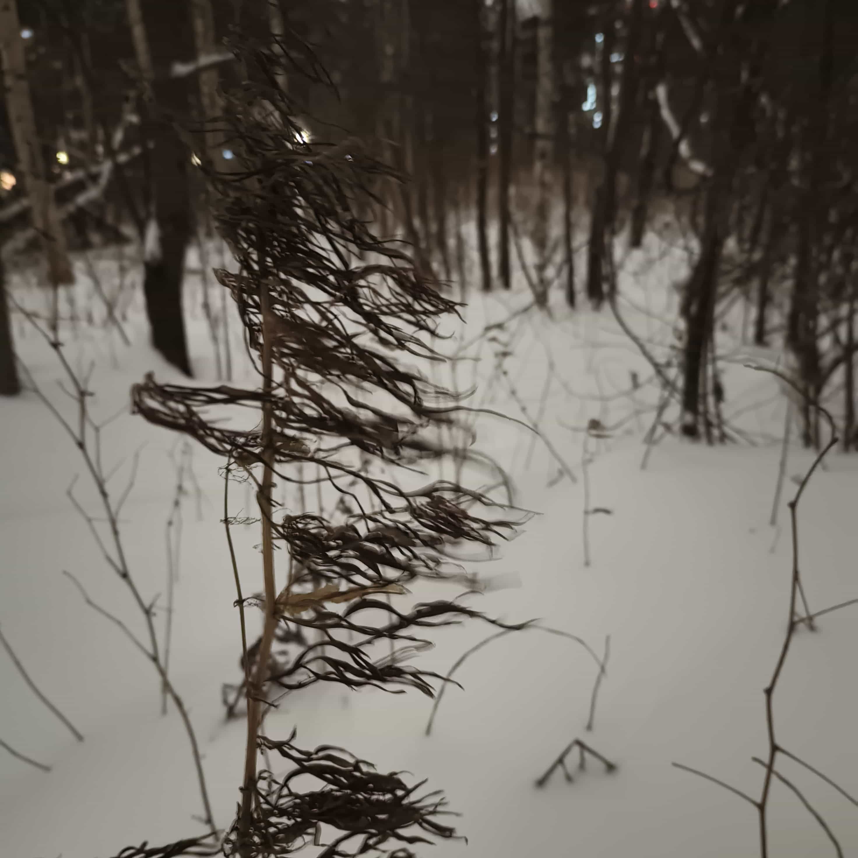 Photo from Surgut: snowy 8.