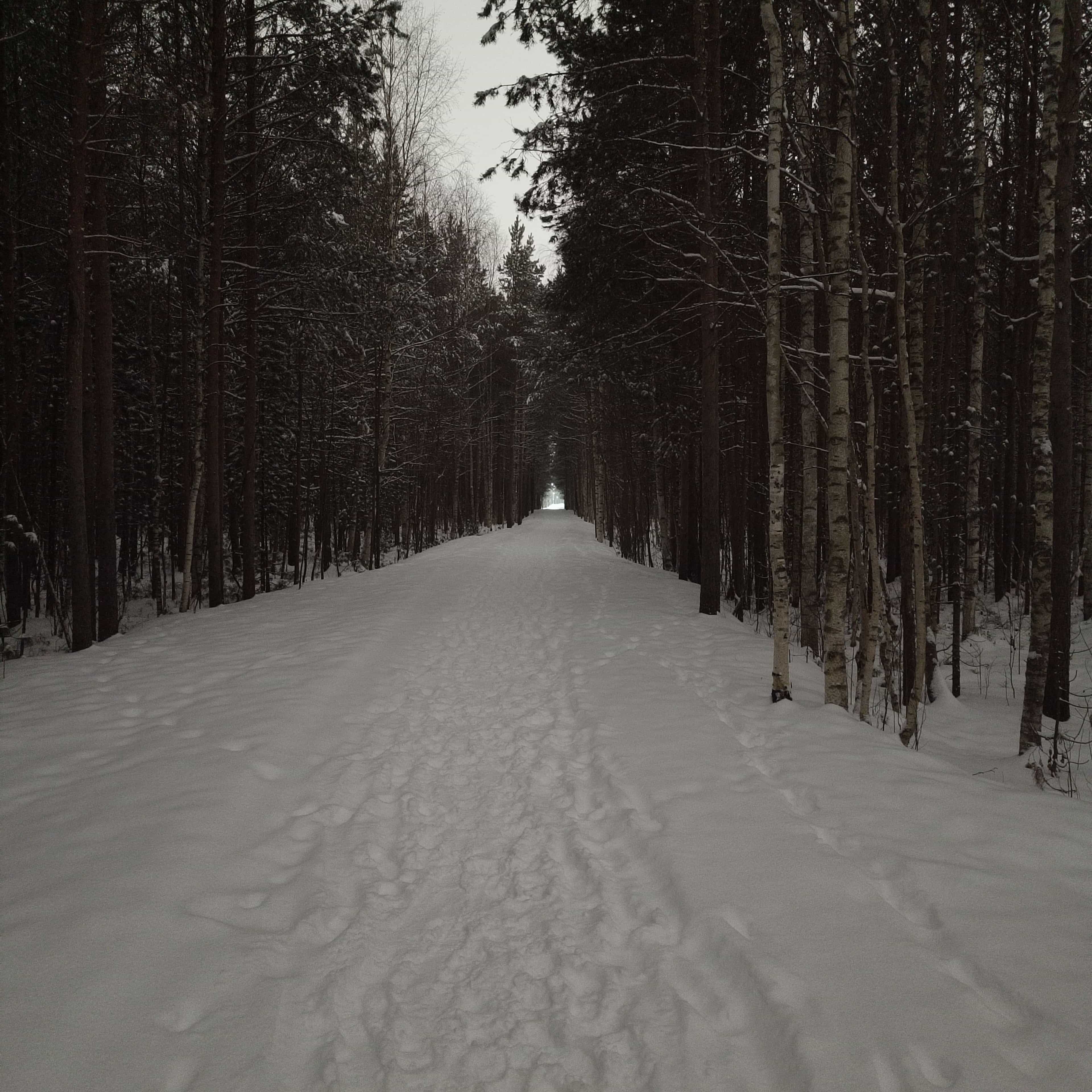 Photo from Surgut: snowy park 10.