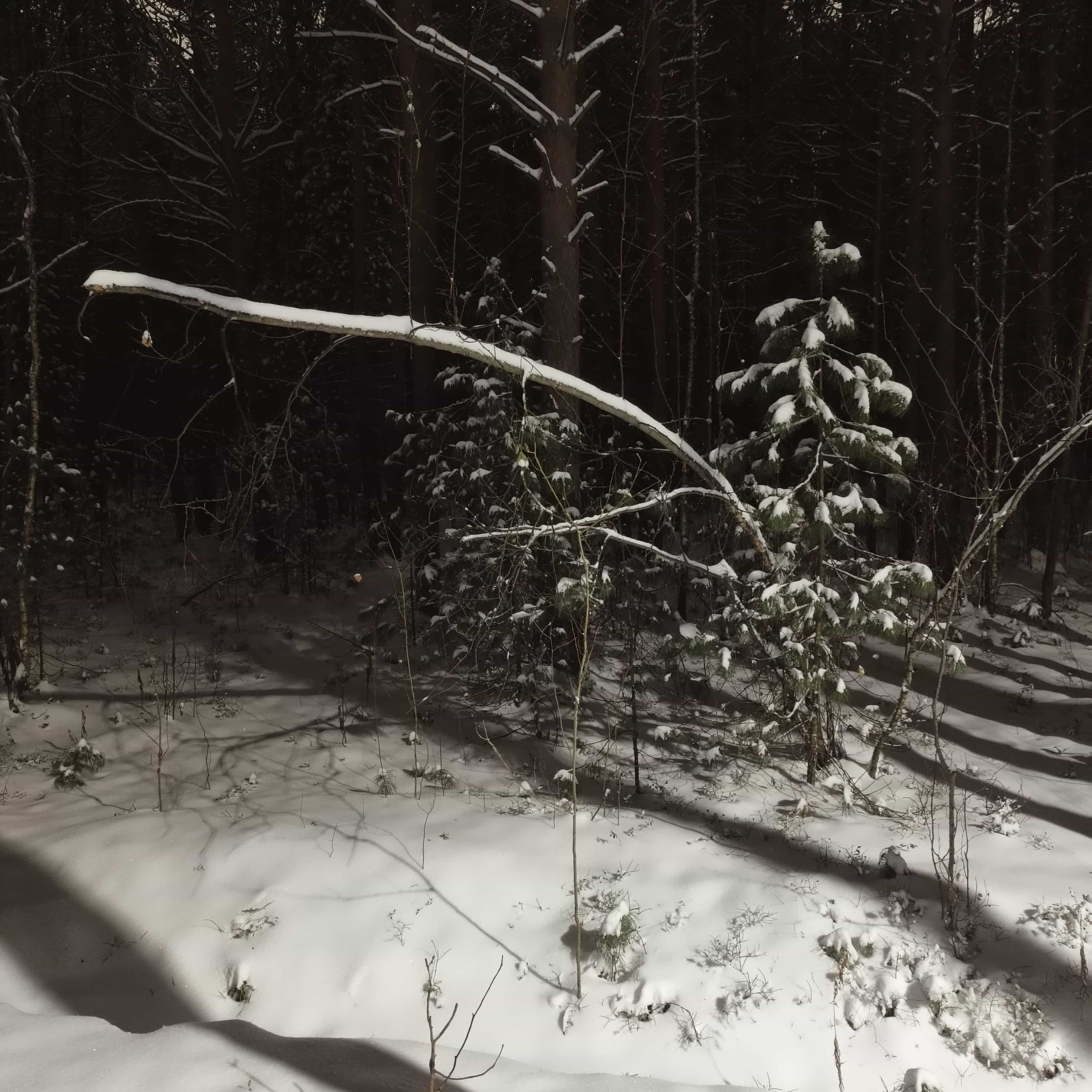 Photo from Surgut: snowy park 3.