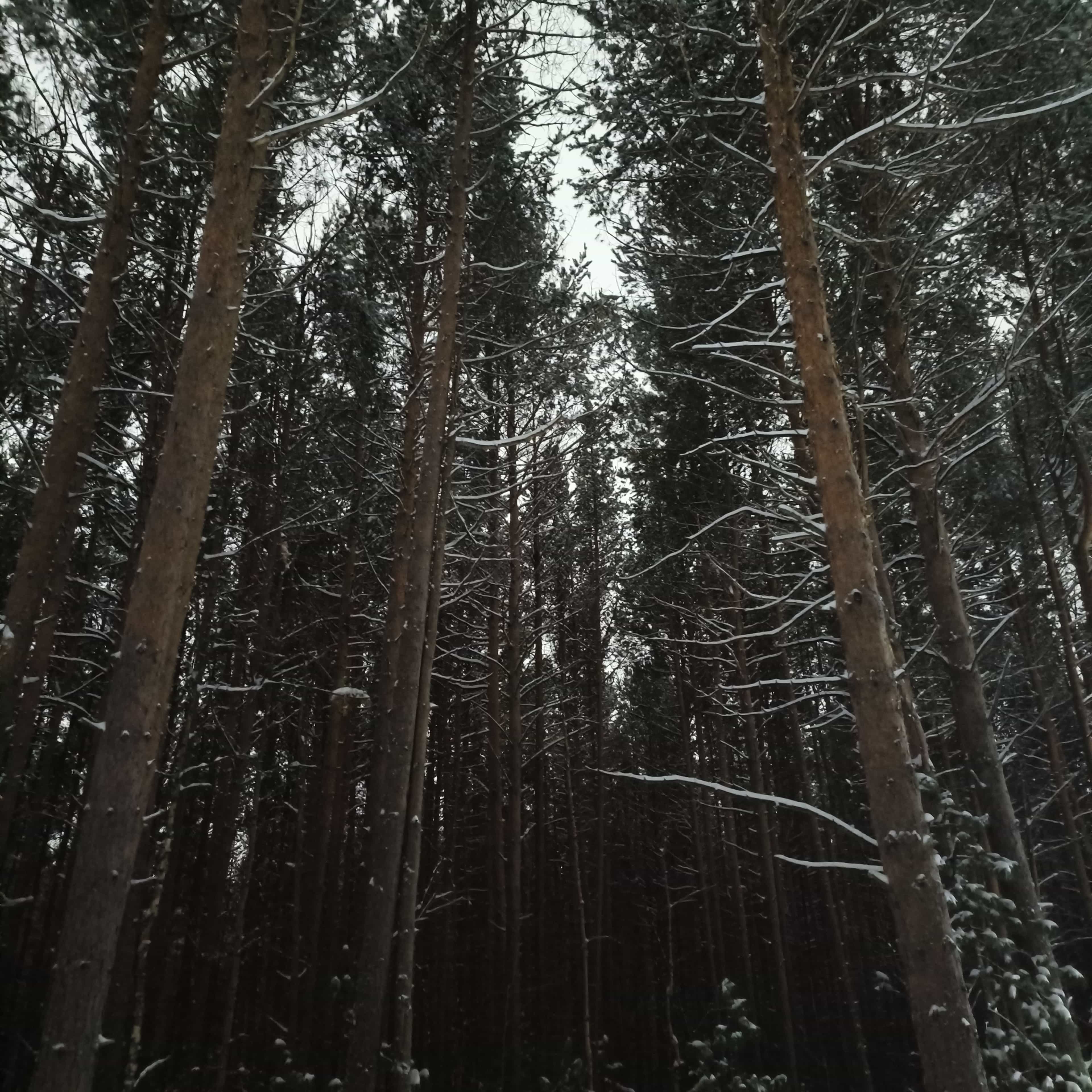 Photo from Surgut: snowy park 4.