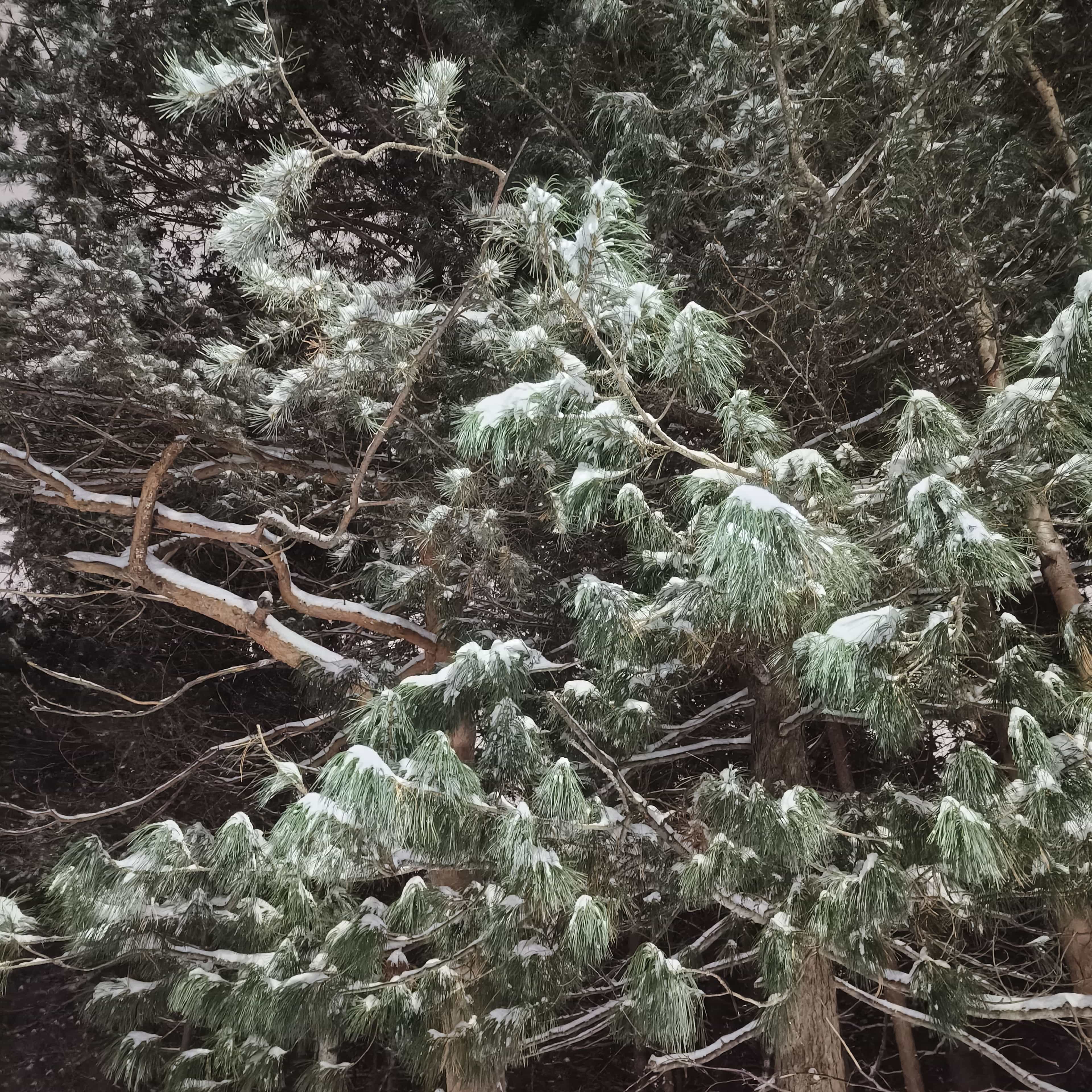 Photo from Surgut: snowy park 5.