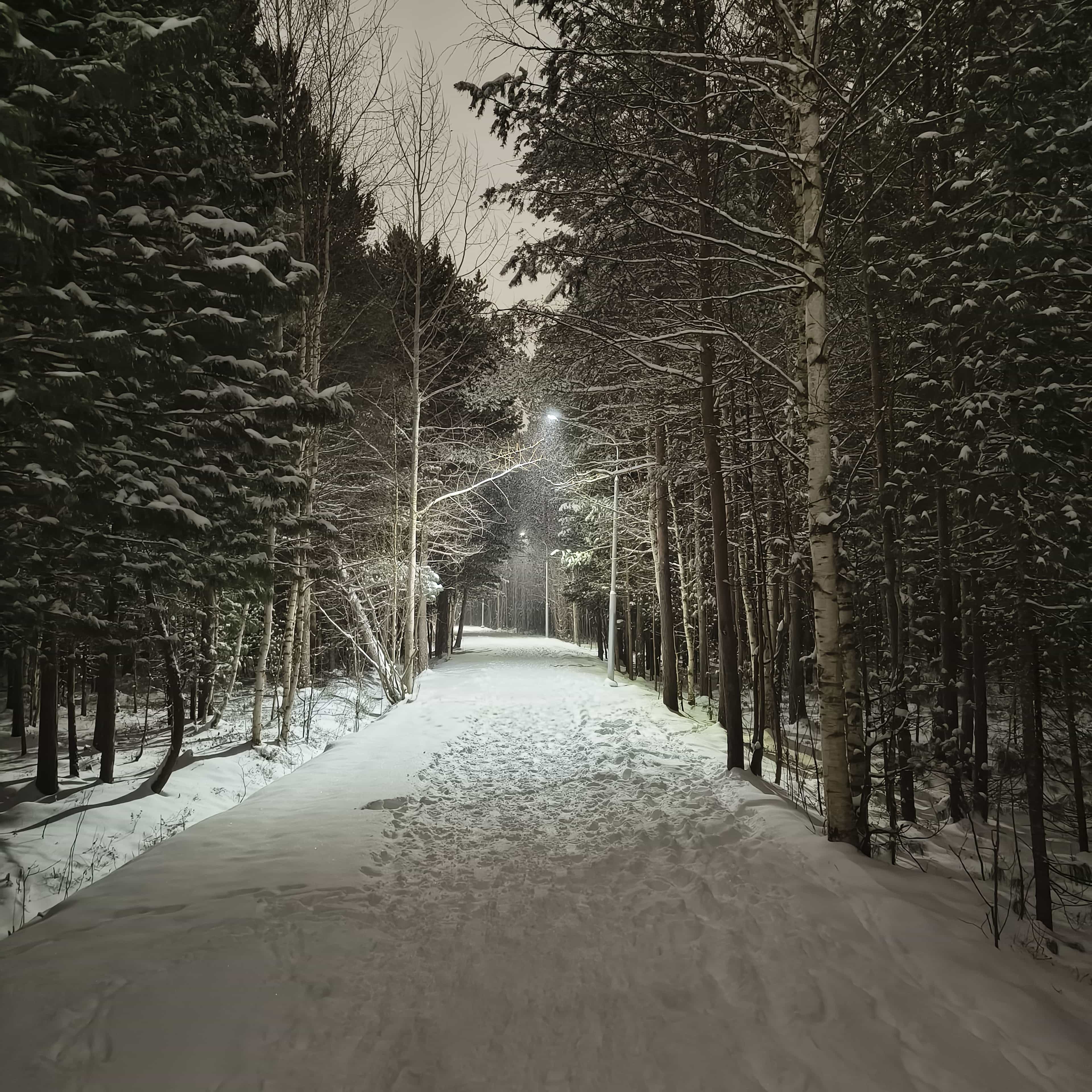 Photo from Surgut: snowy park 6.