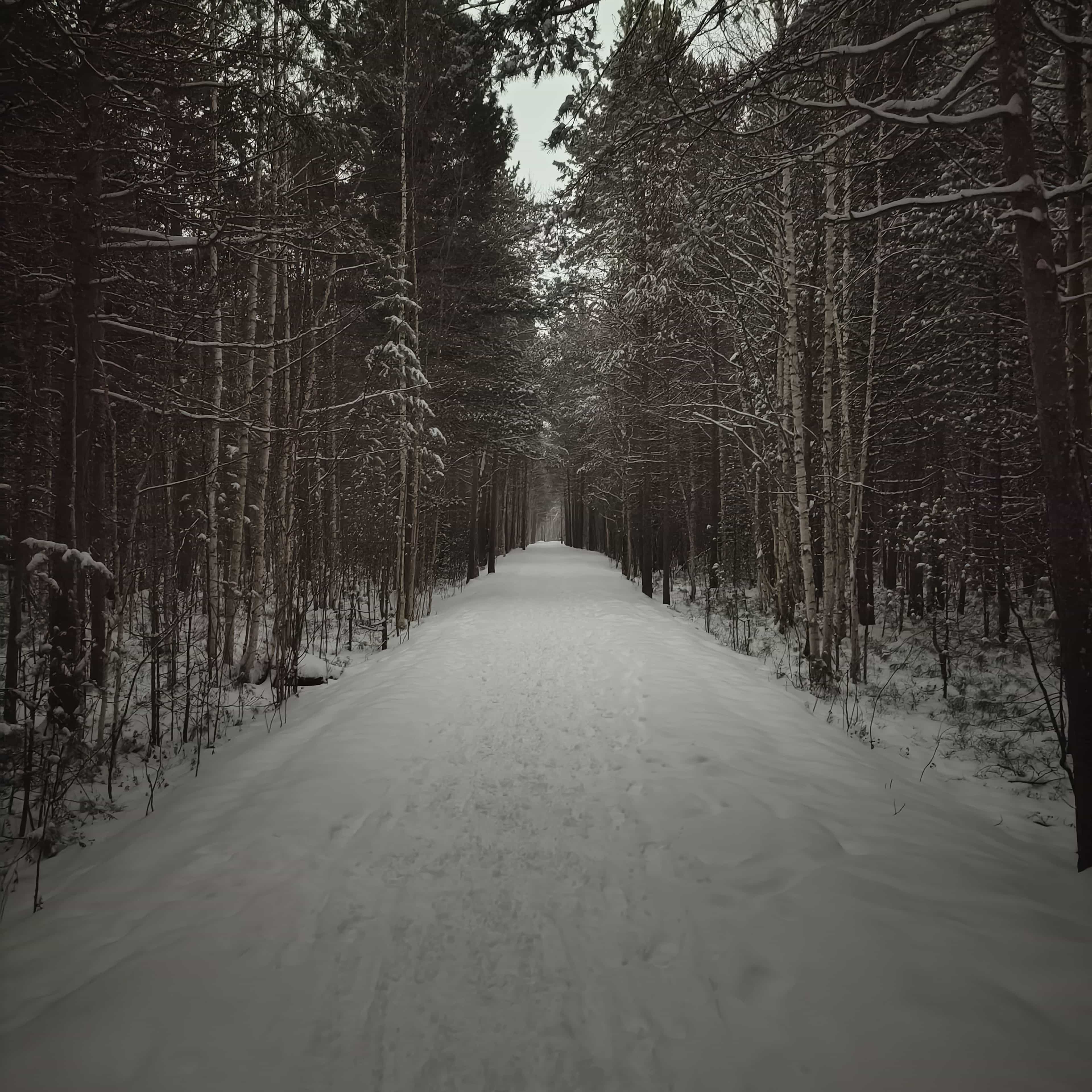 Photo from Surgut: snowy park 9.