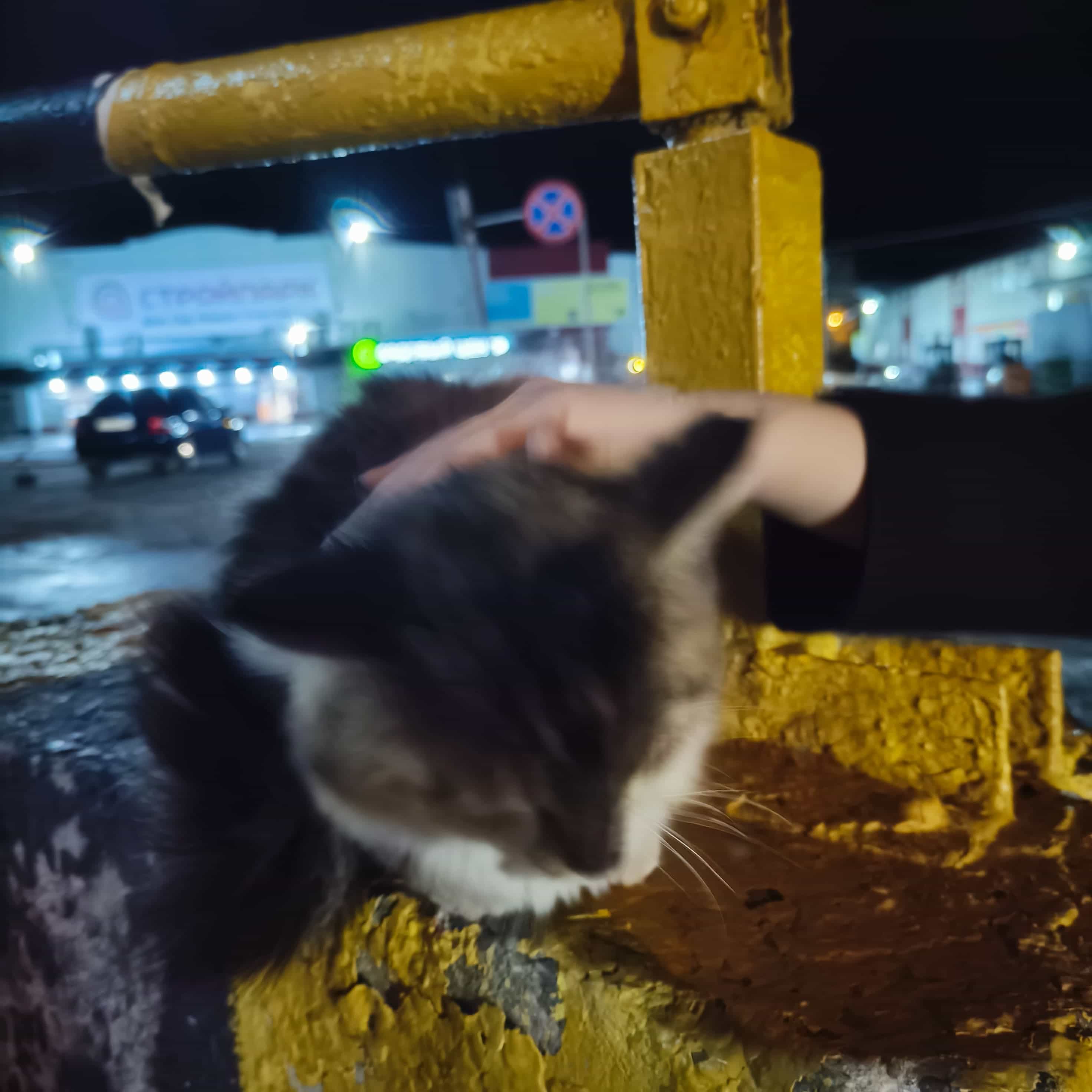 Photo from Tomsk: cat 1.