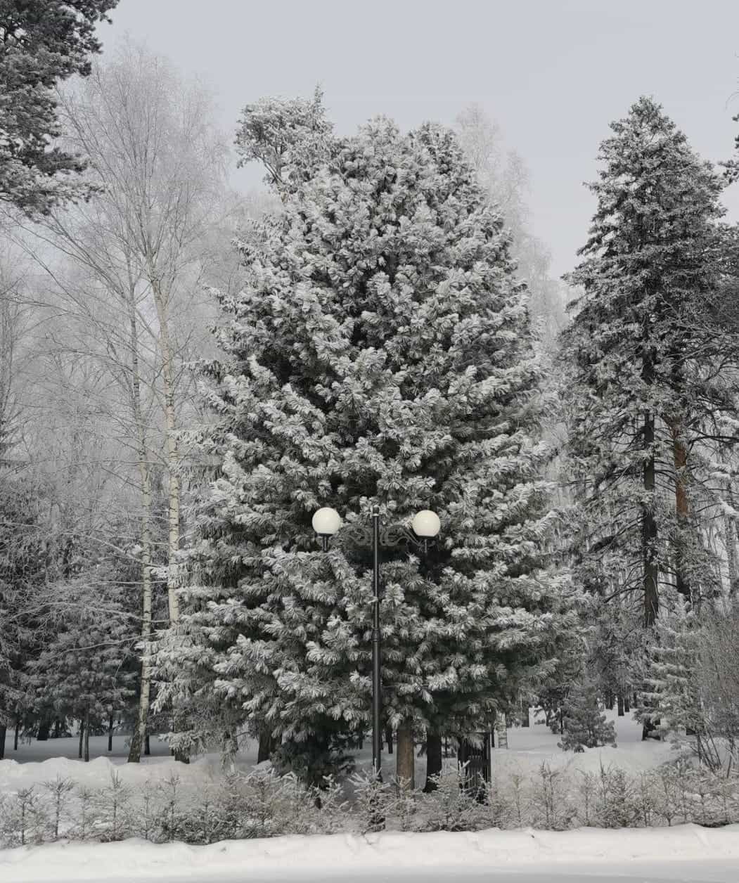 Photo from Tomsk: snowy 5.