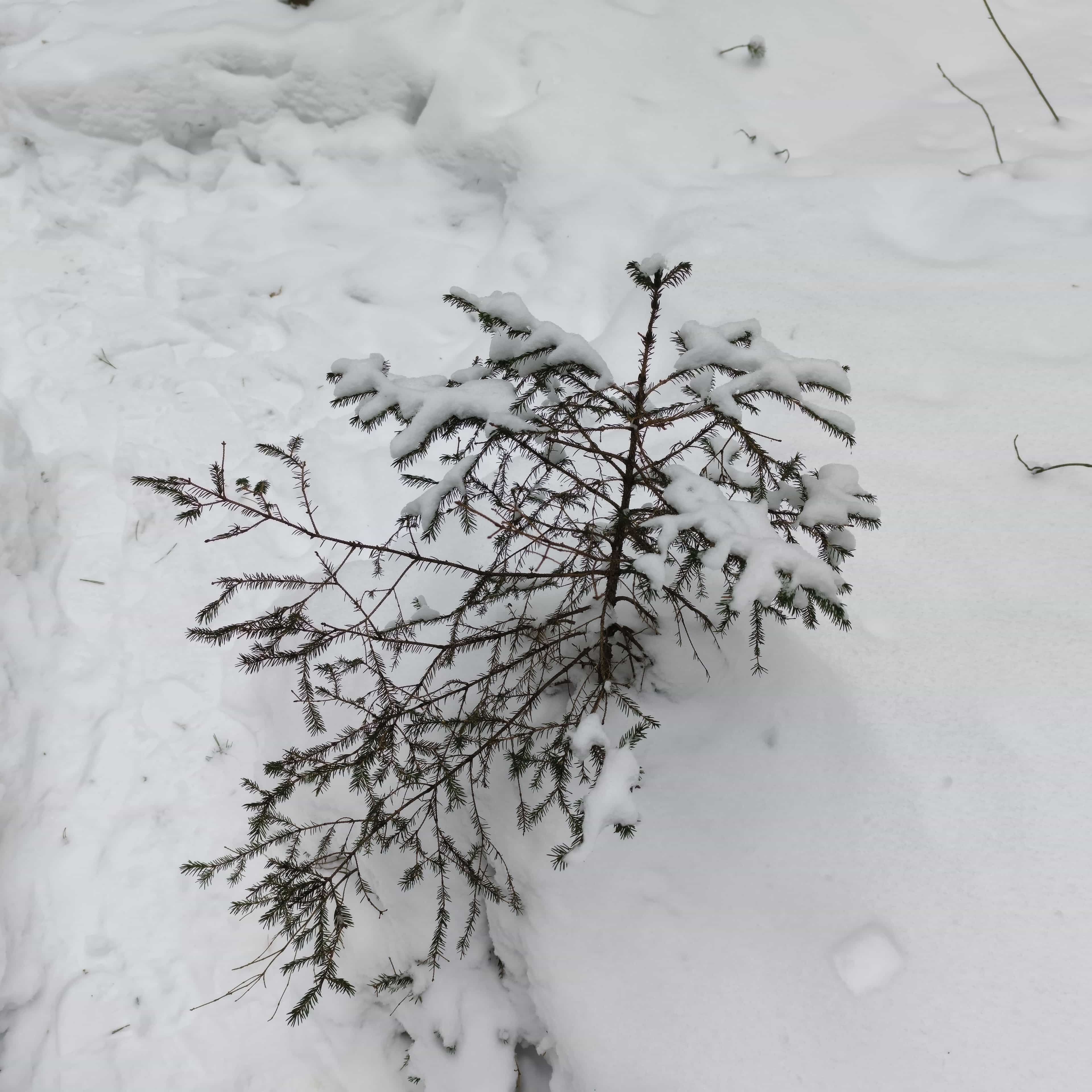 Photo from Tomsk: snowy.